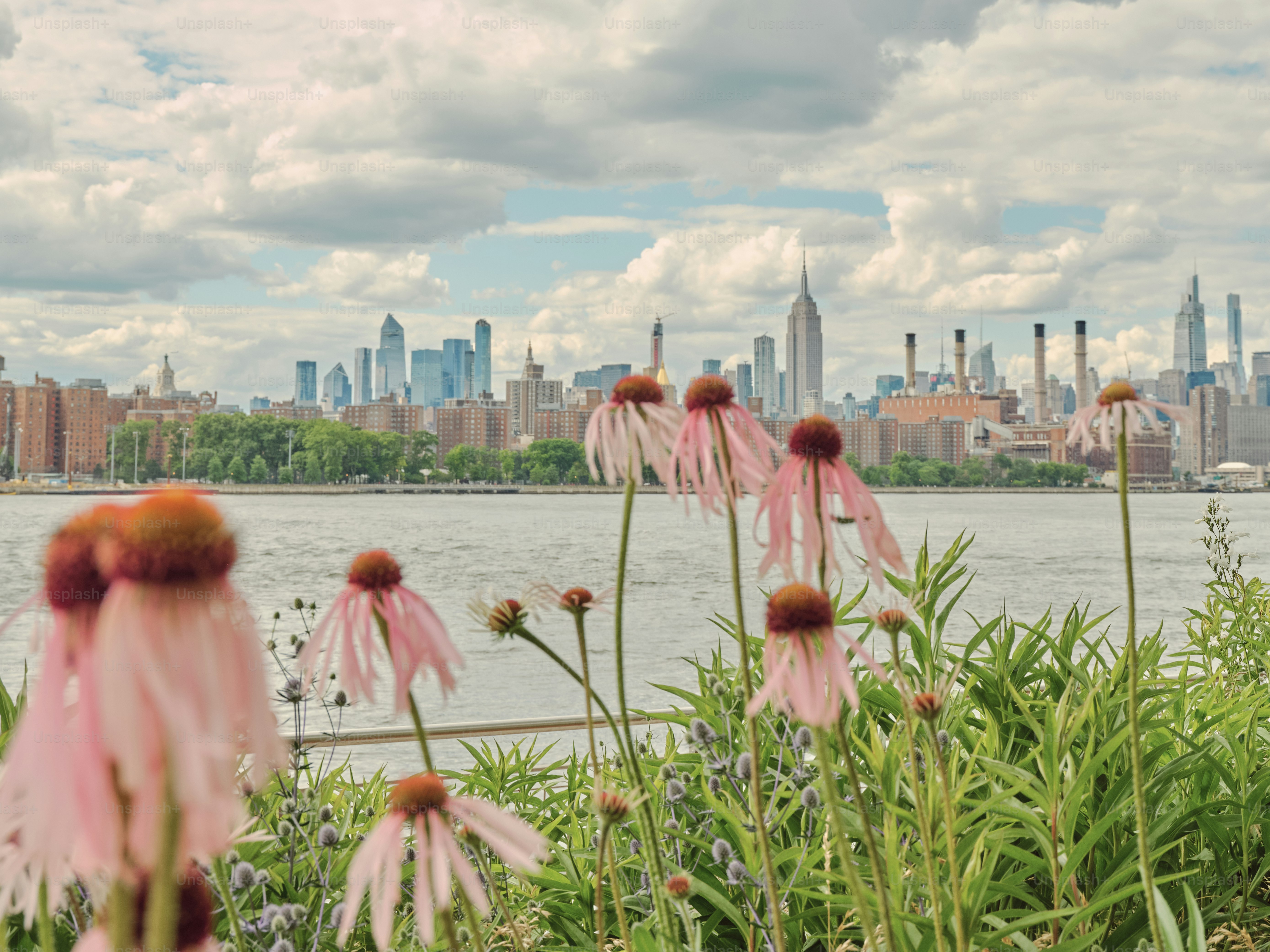 Blumen blühen mit einer Stadtlandschaft im Hintergrund.