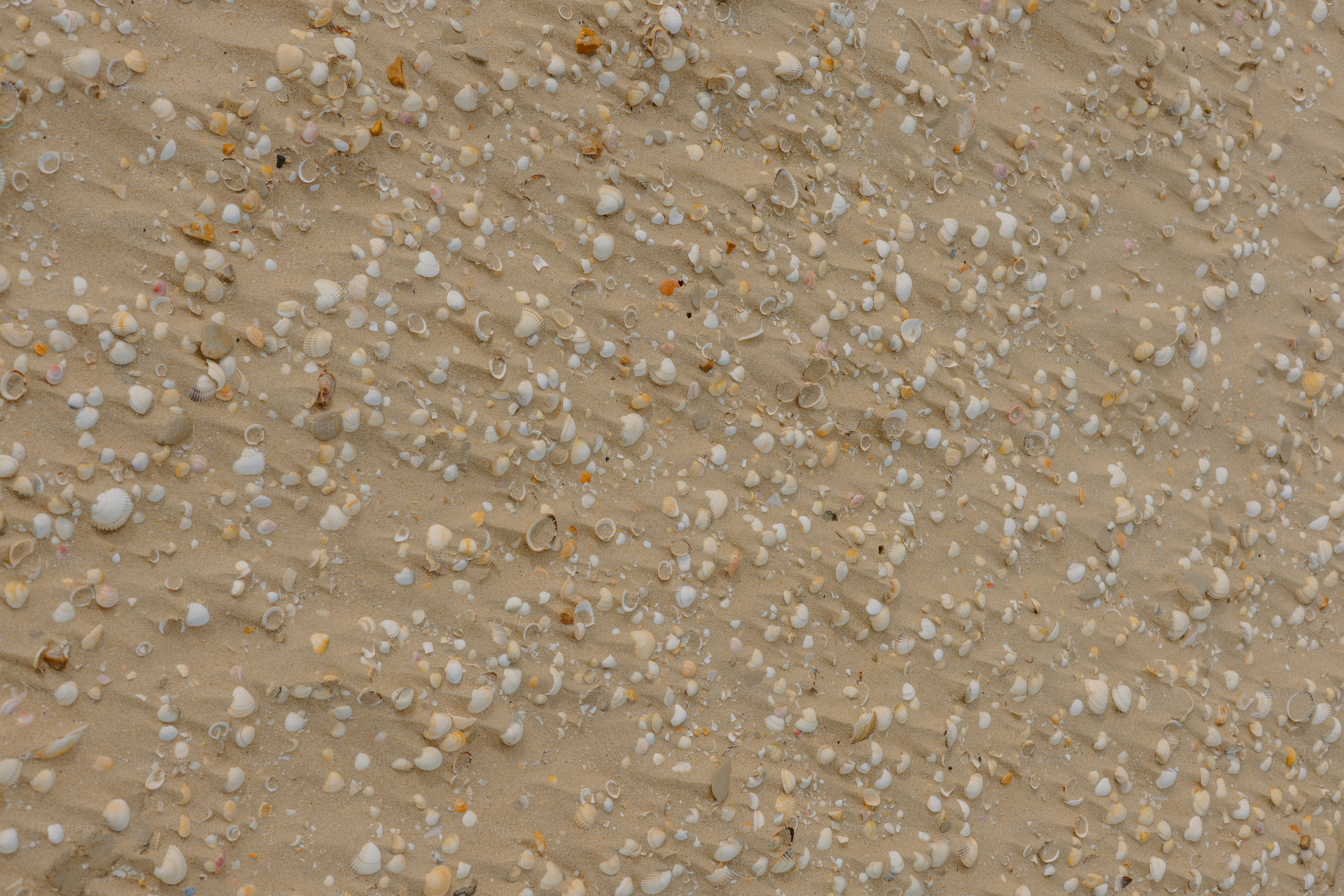 Sandy surface with many small, white rocks.