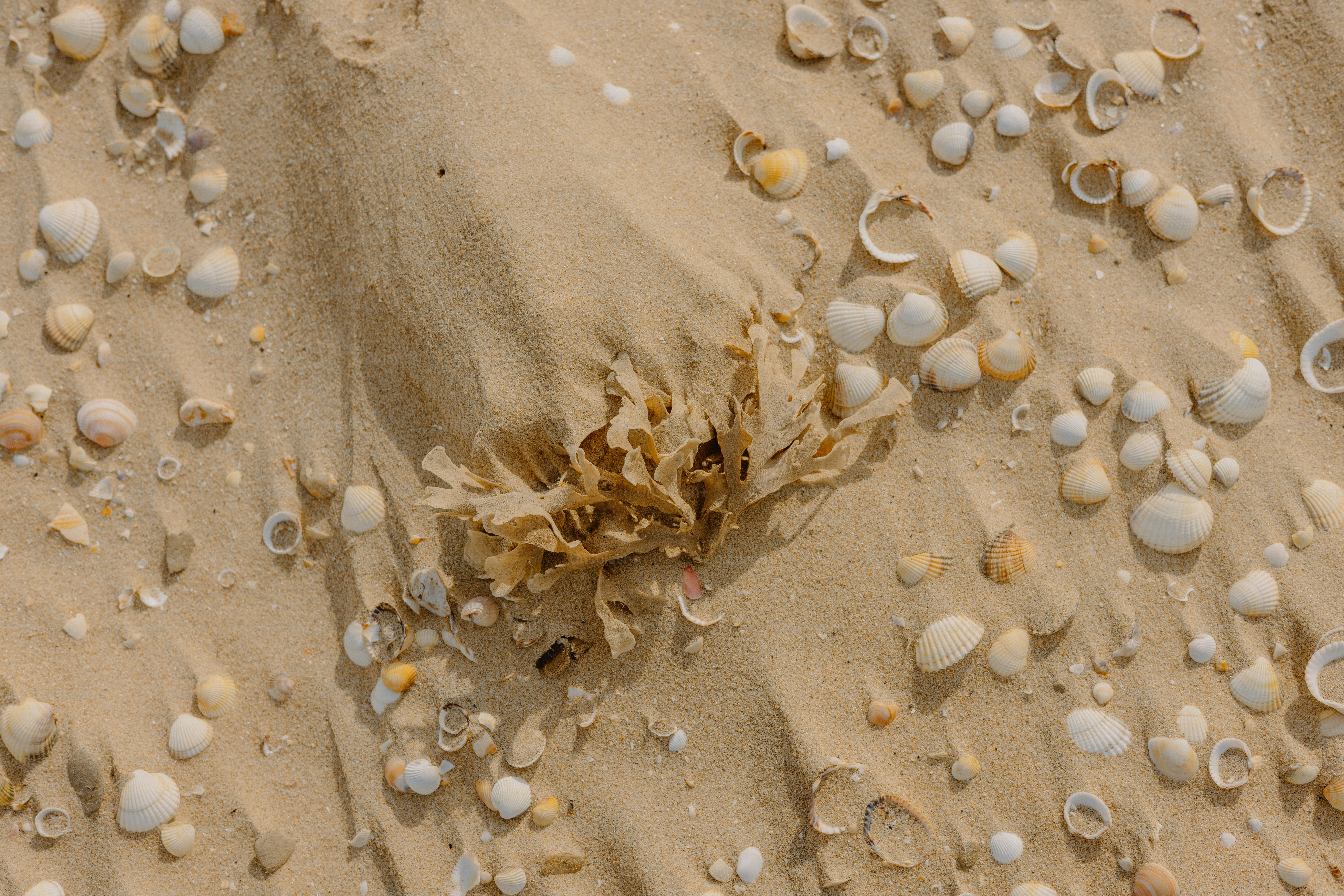 Sand with seashells and some seaweed.