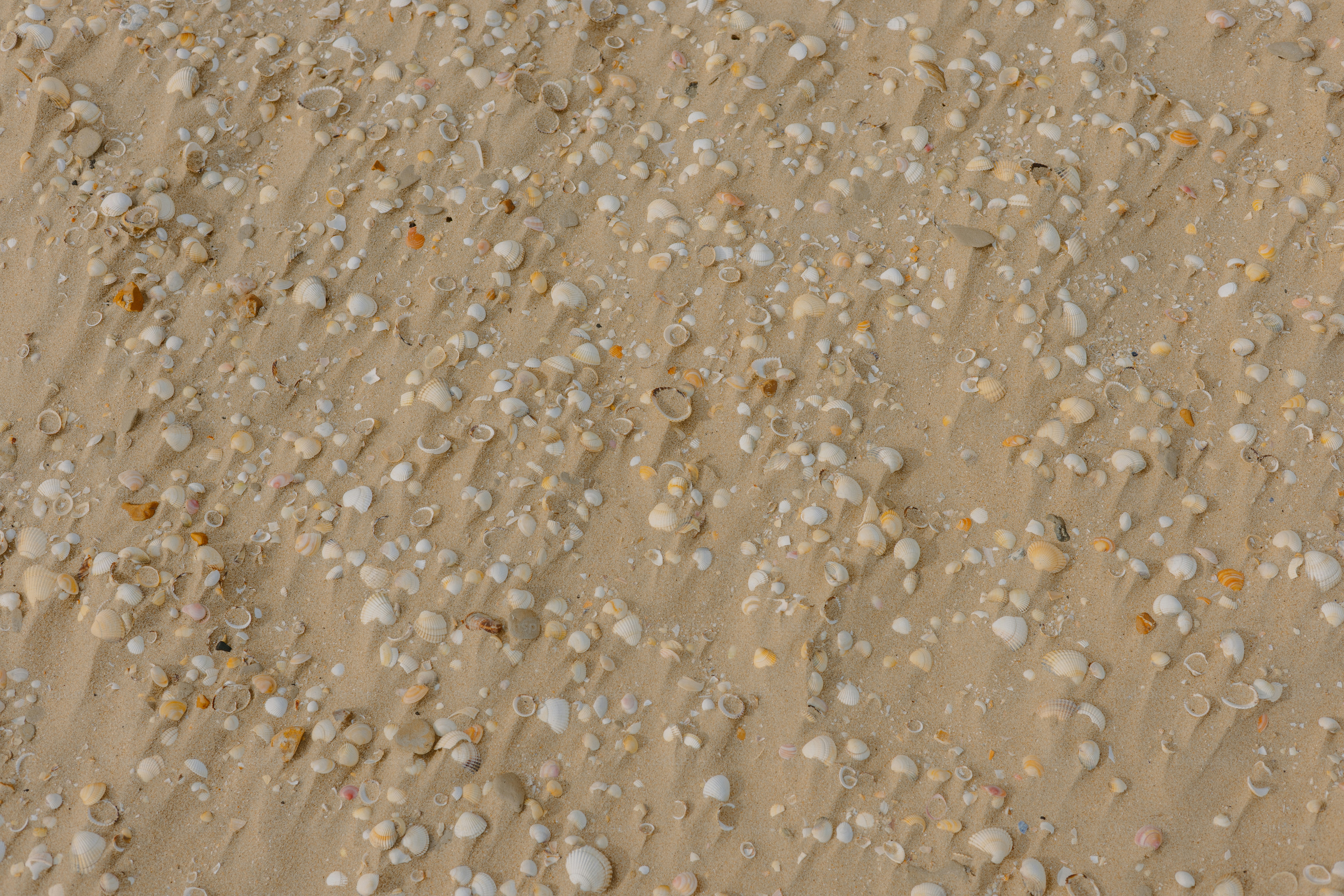 Sandy ground is covered with small white pebbles.