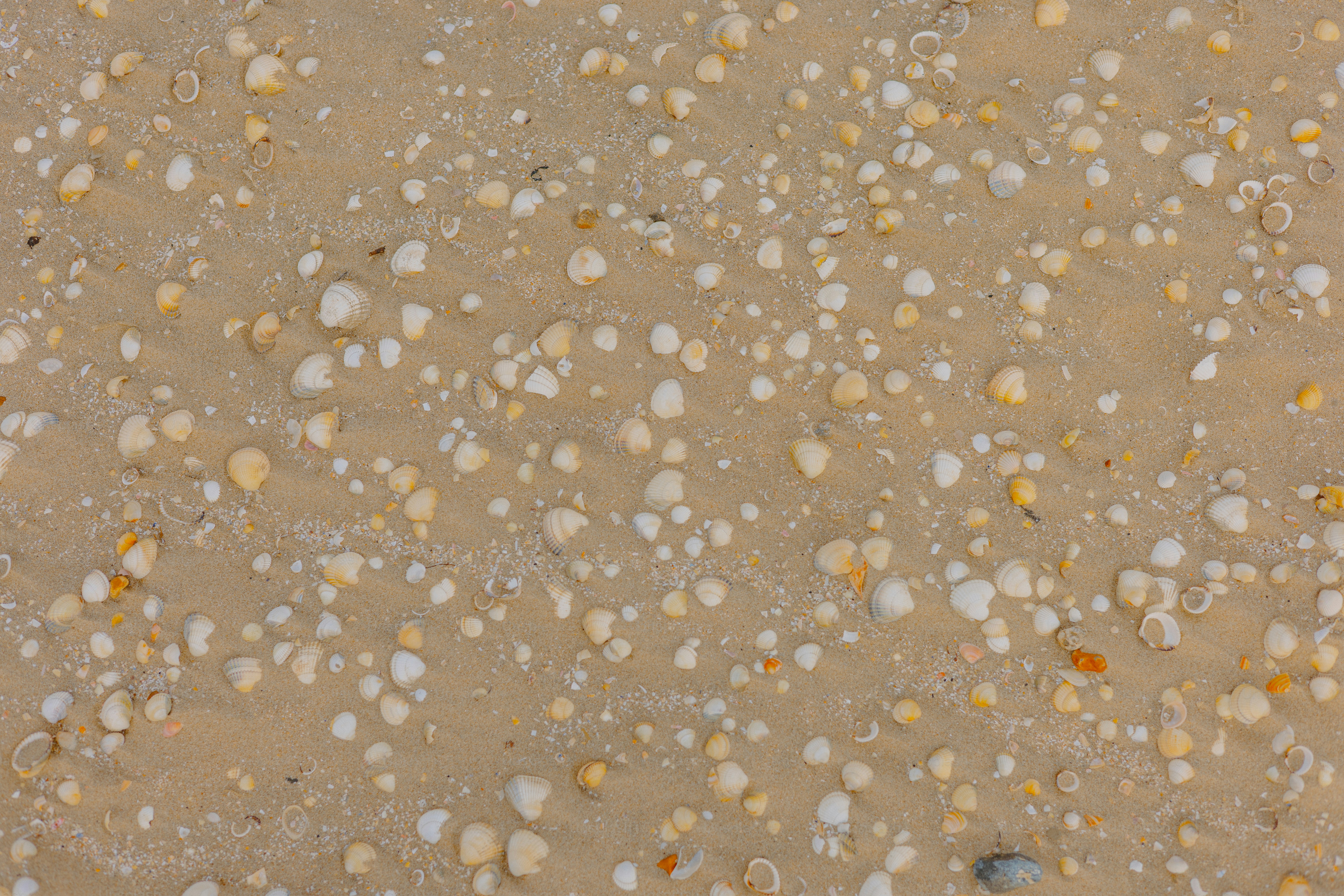 Sand with shells scattered on it.