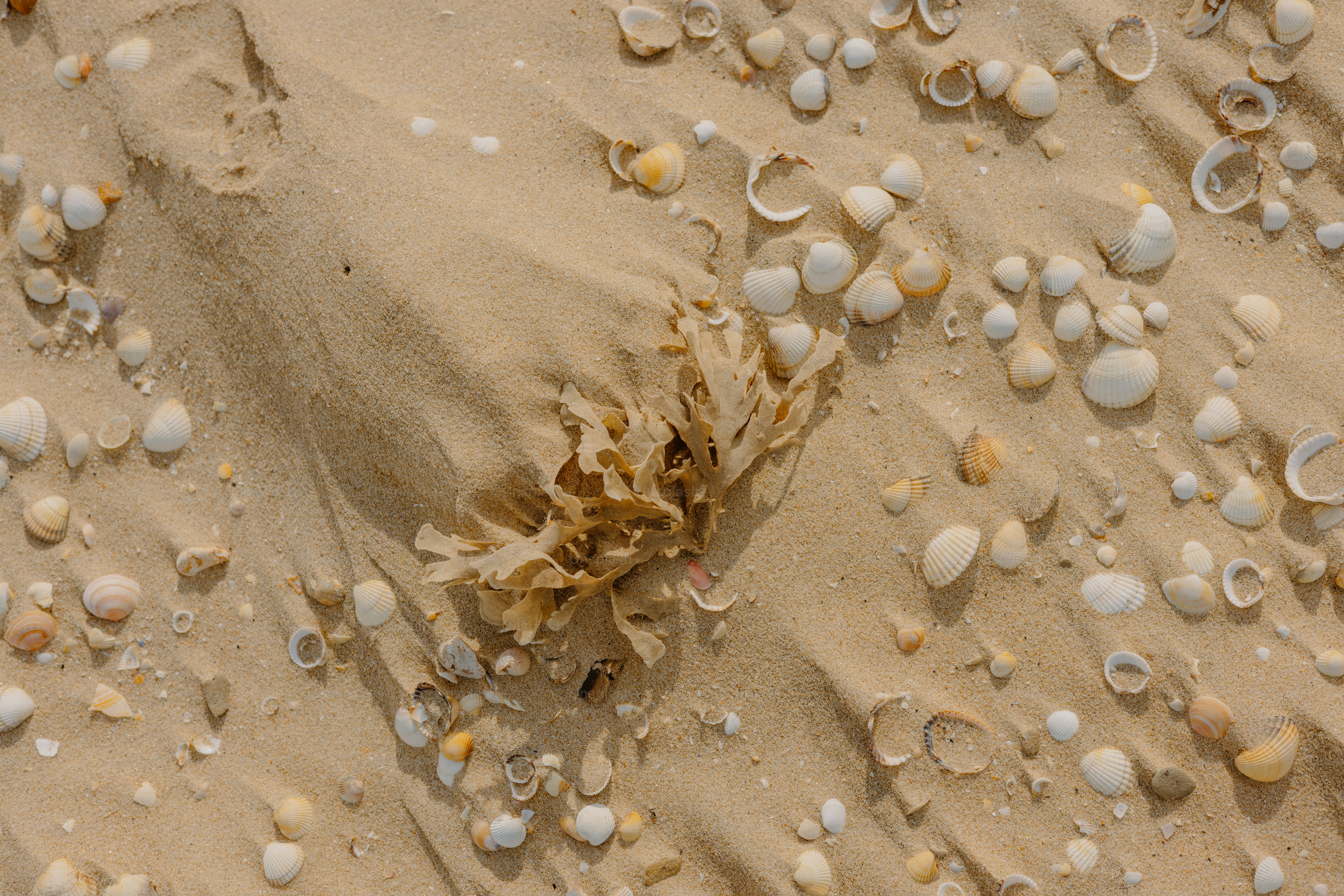 Seashells scattered on sandy beach.