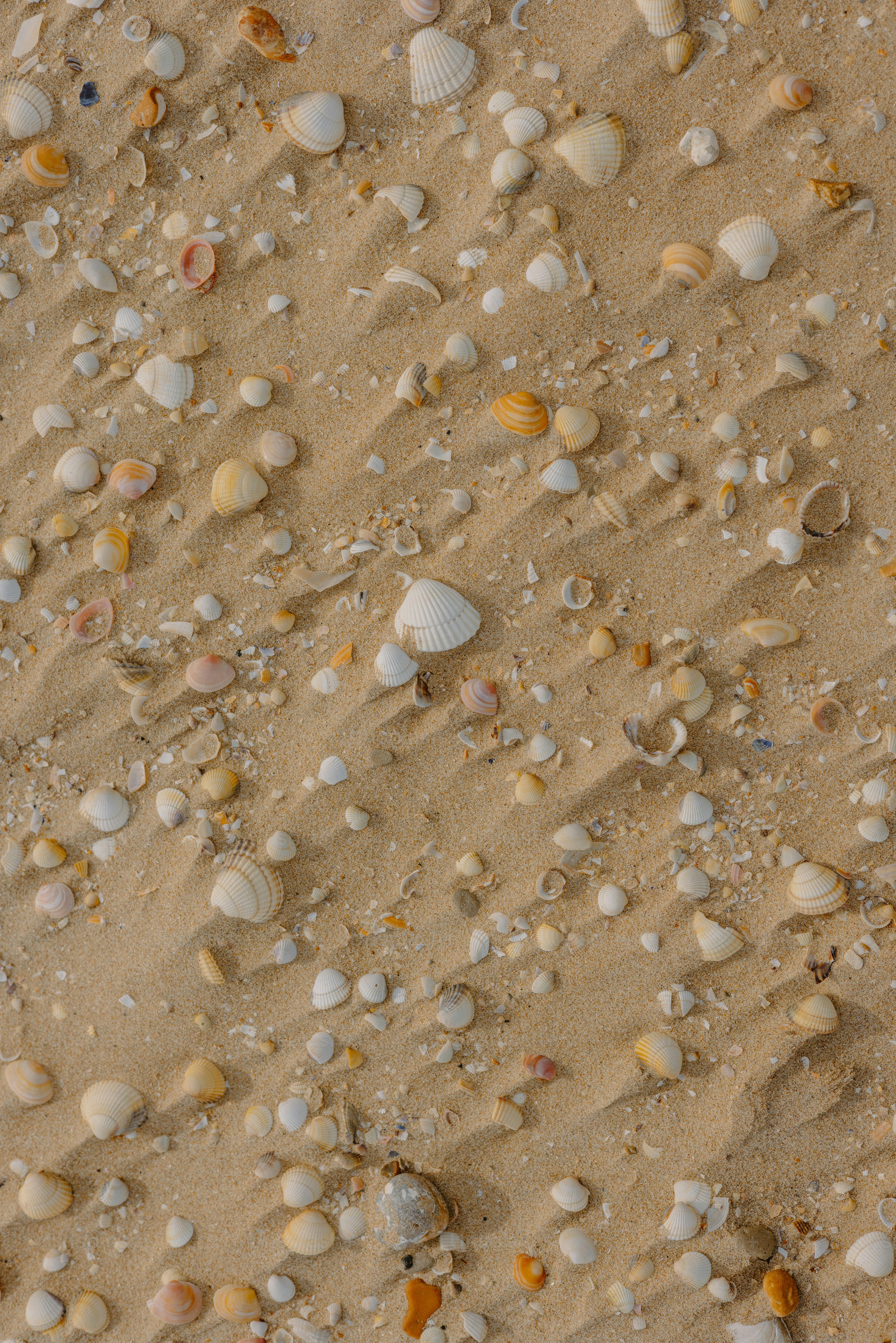 Seashells scattered on a sandy beach.