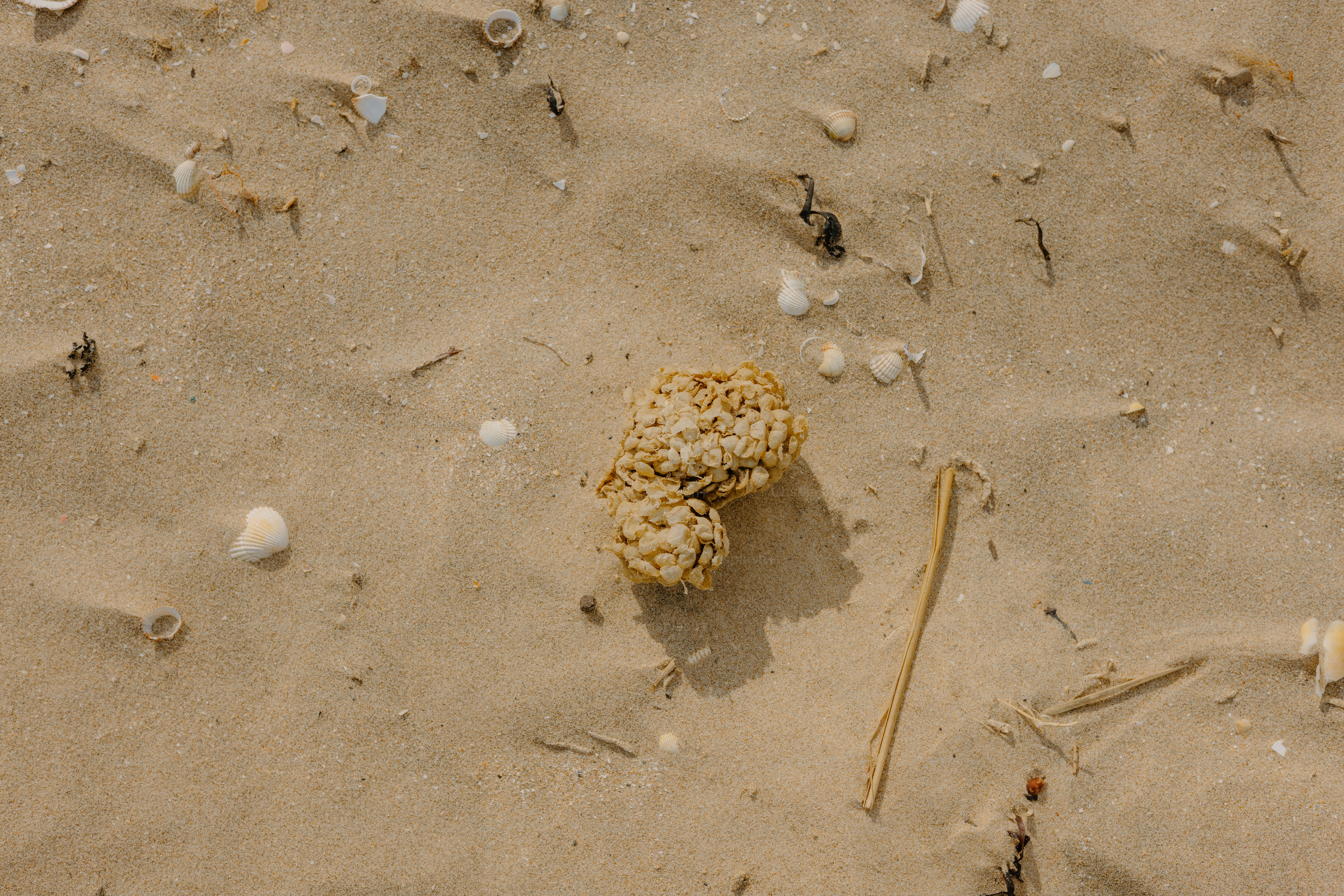 Sandy beach with a brown, textured object. photo – Sand Image on Unsplash