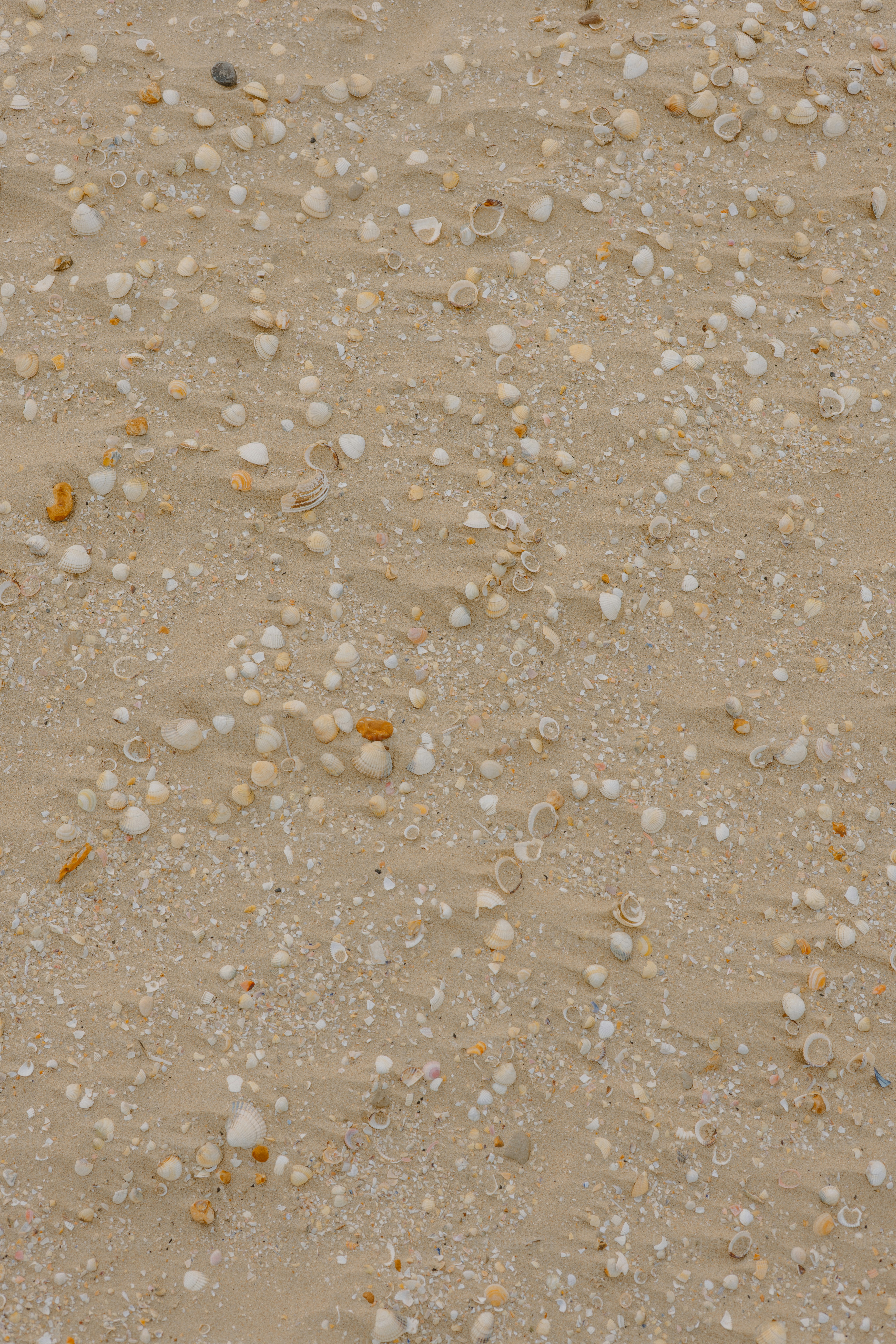 Seashells and sand create a beautiful beach landscape.