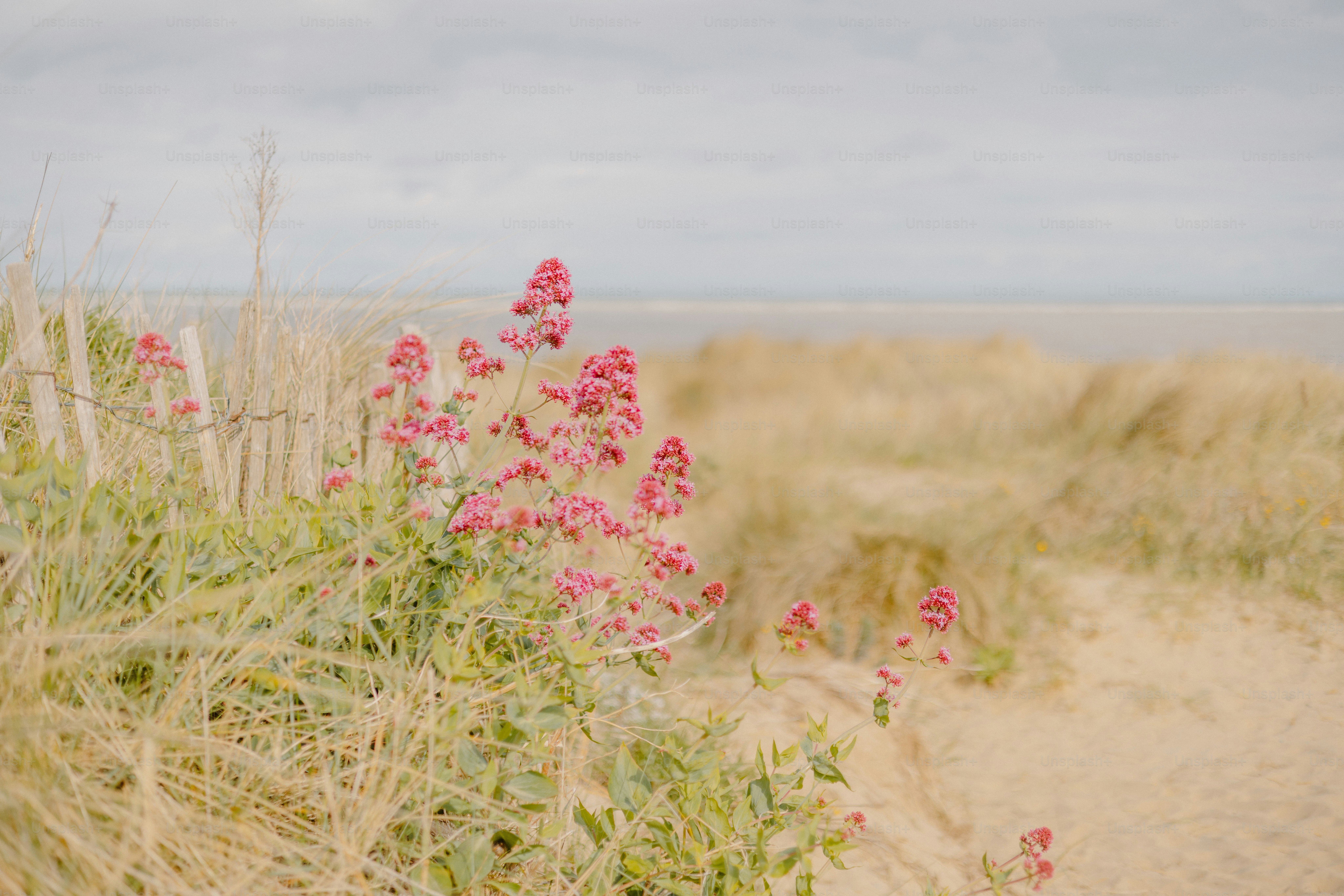 Blumen blühen auf einer Sanddüne in der Nähe des Meeres