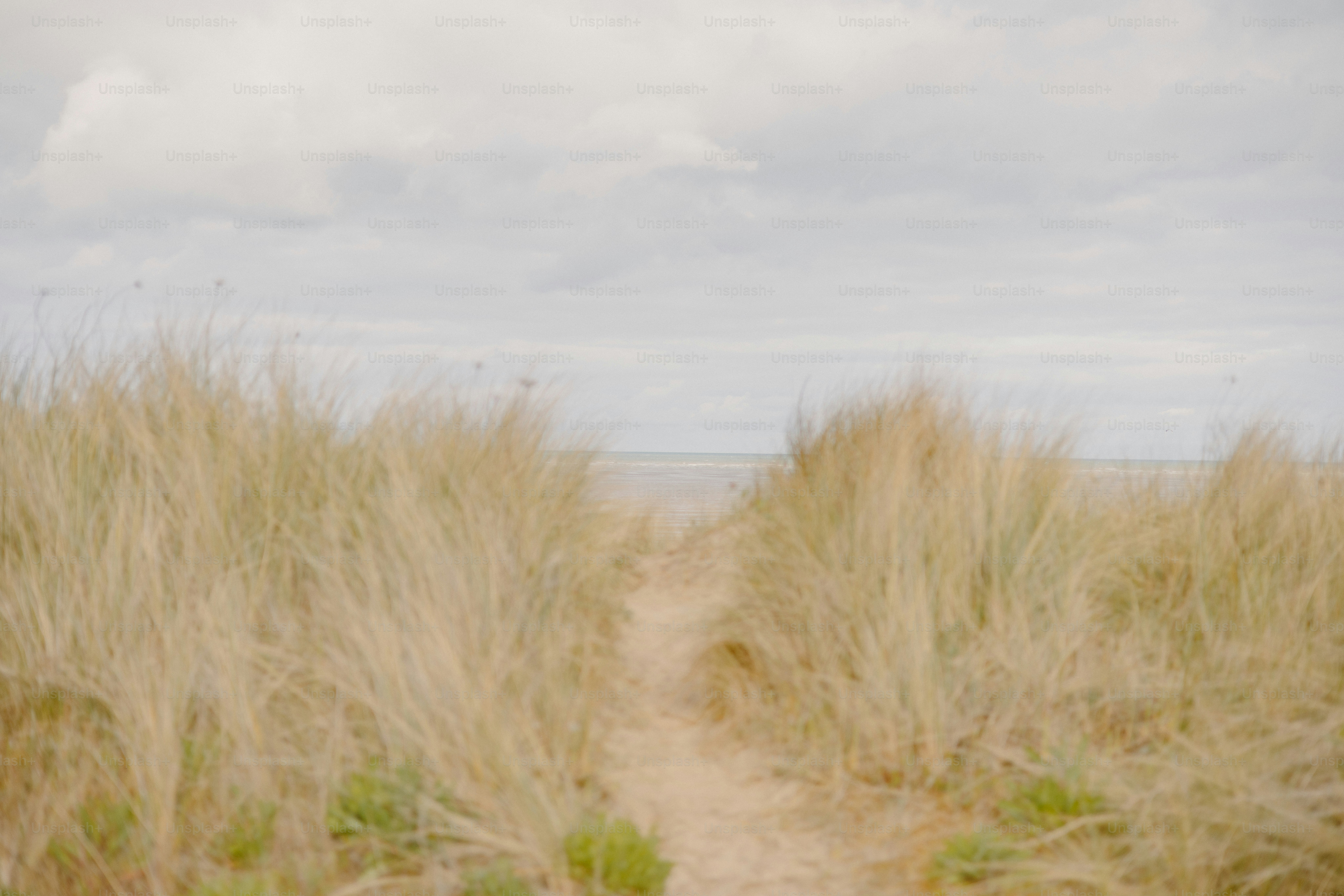 Grassy path leads to the horizon.