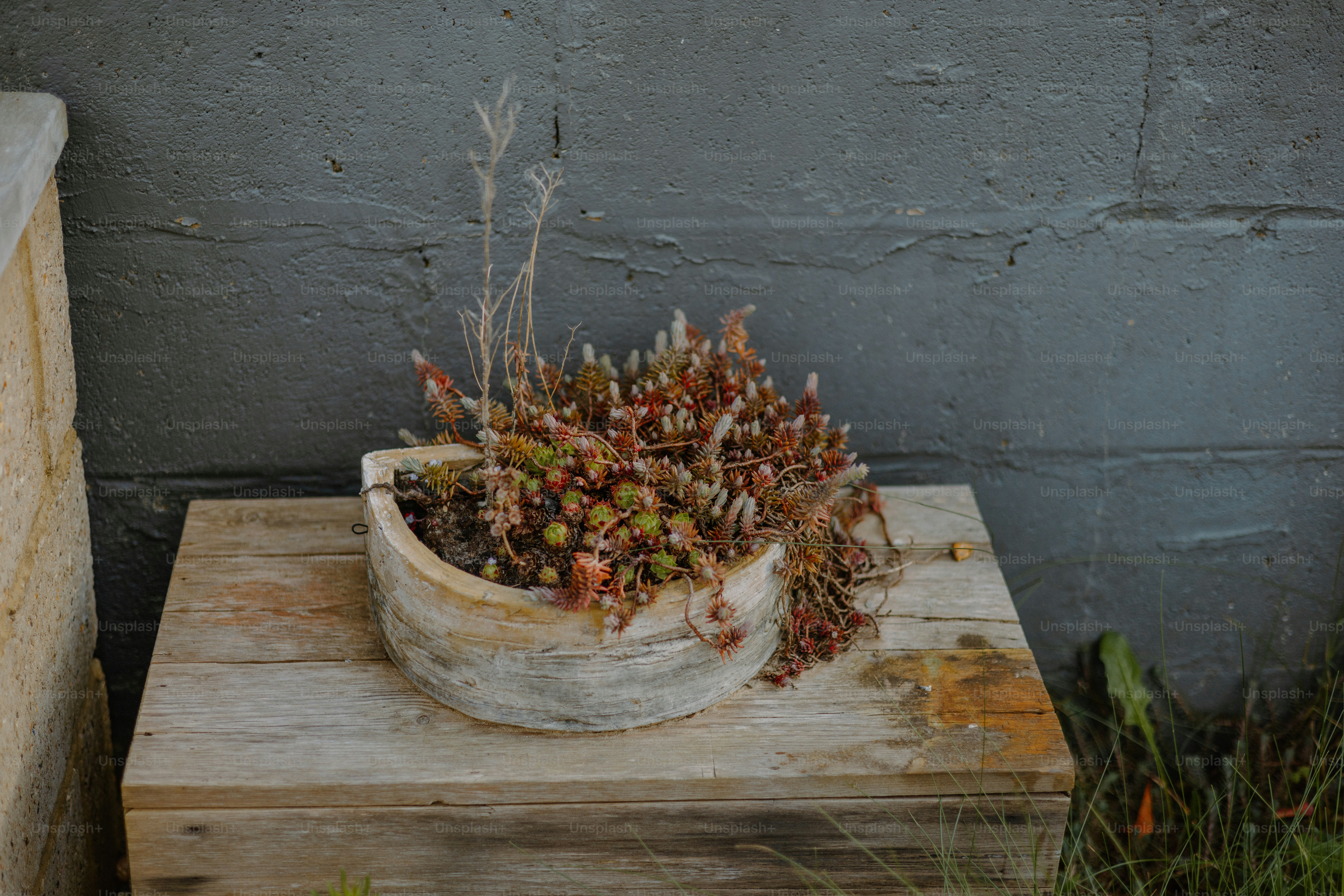 A succulent plant sits in a decorative, wooden planter.