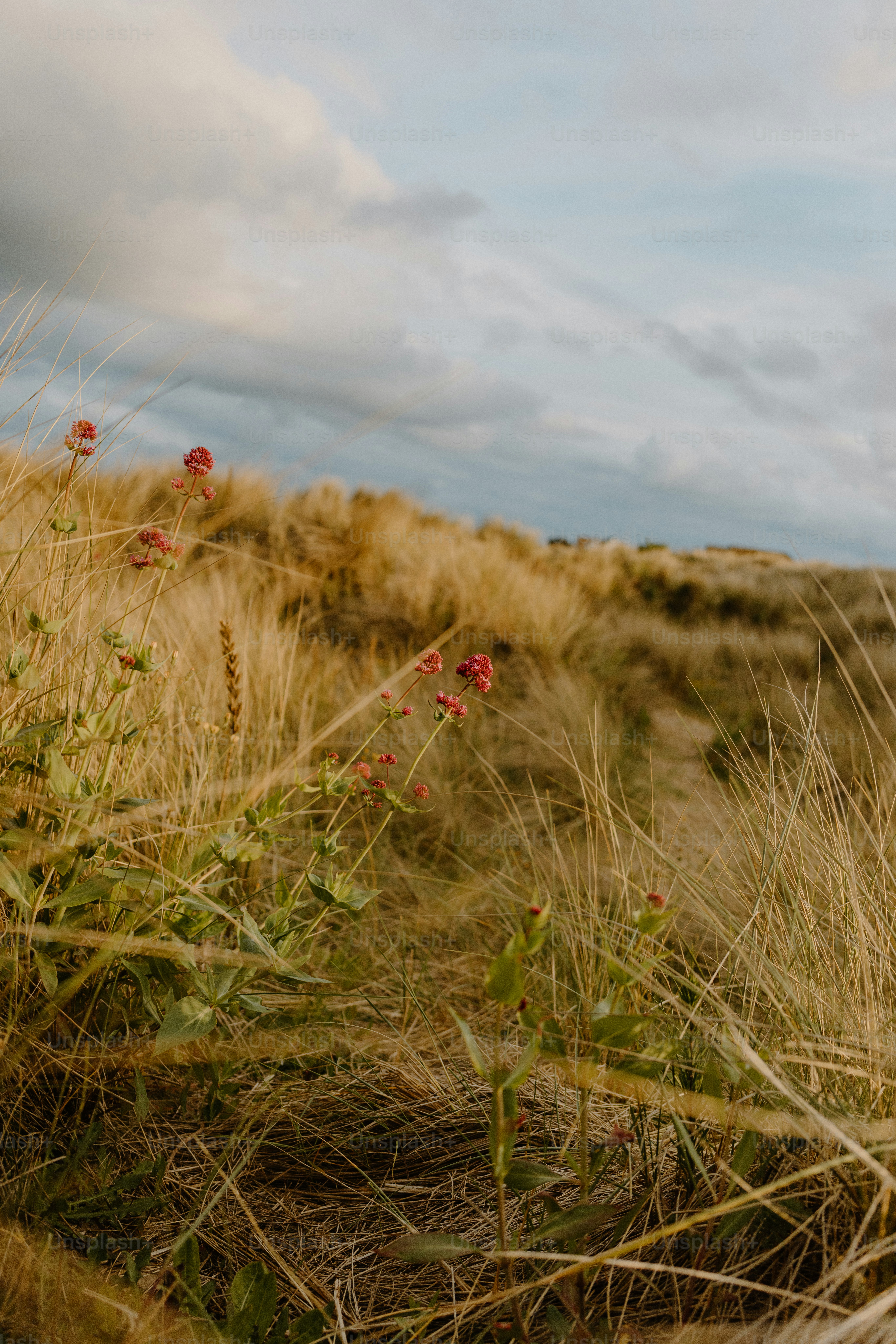 Erbe e fiori su un paesaggio di dune sabbiose.