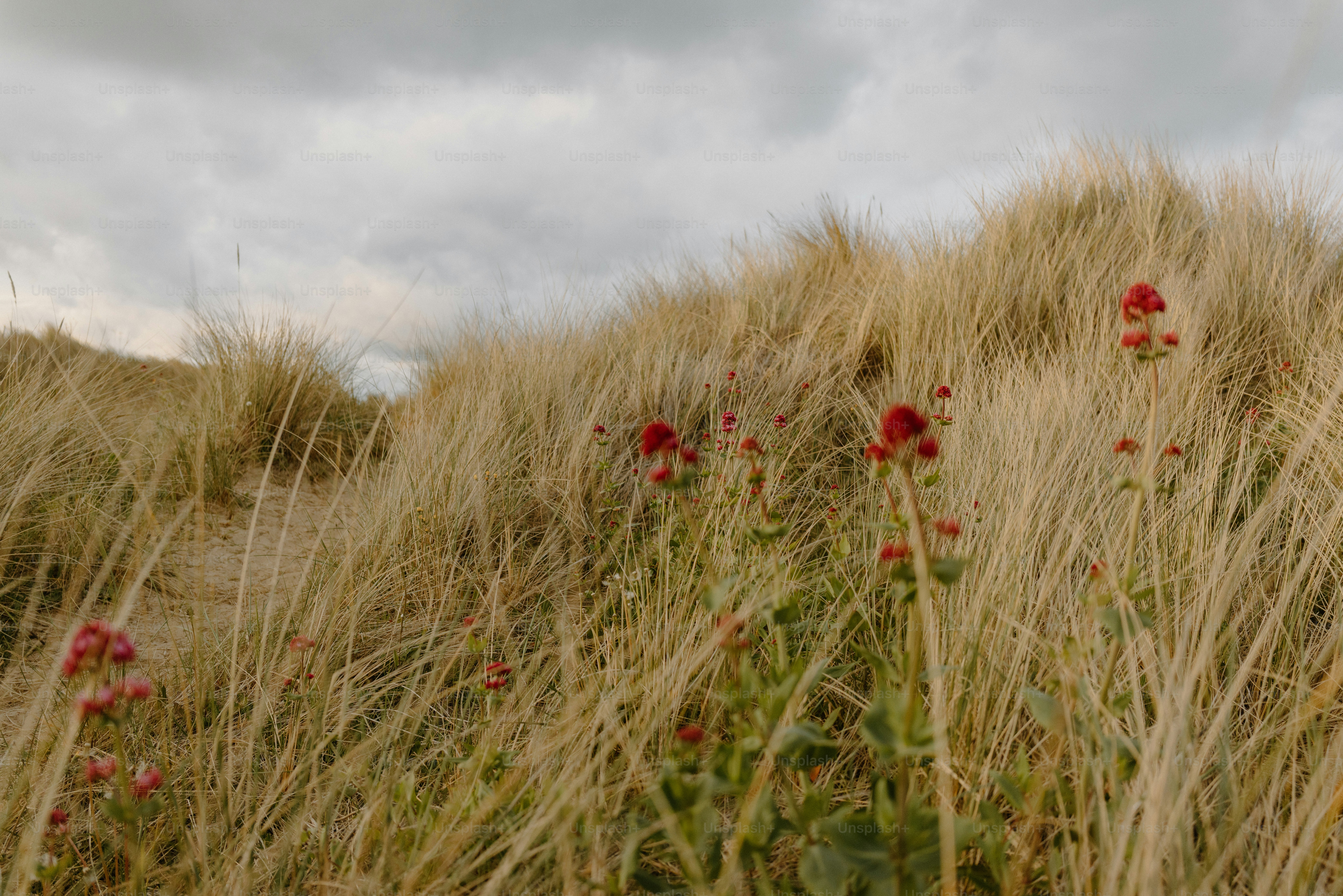 Le dune erbose sono punteggiate di fiori rossi.