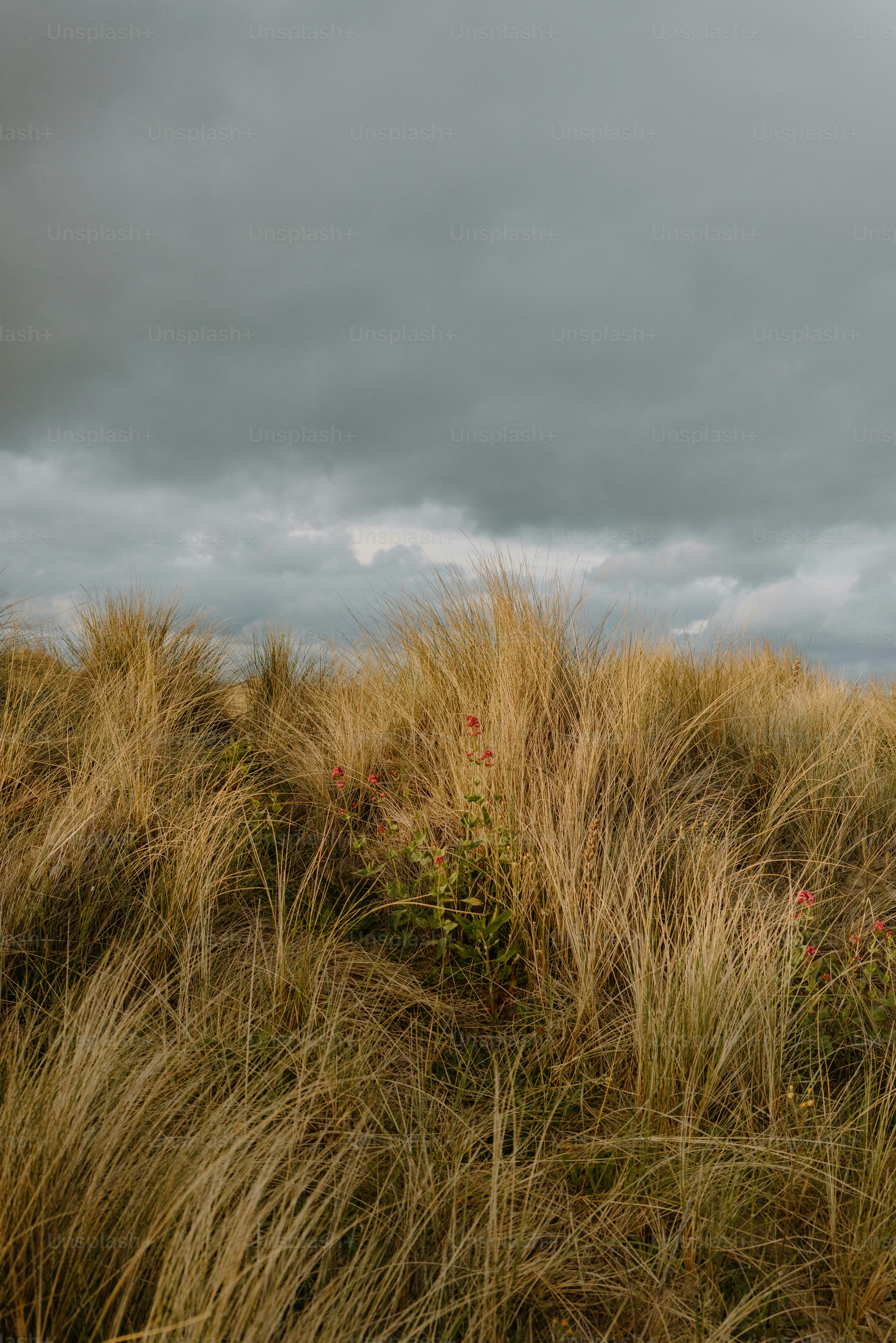 Dry grass waves beneath a cloudy sky.