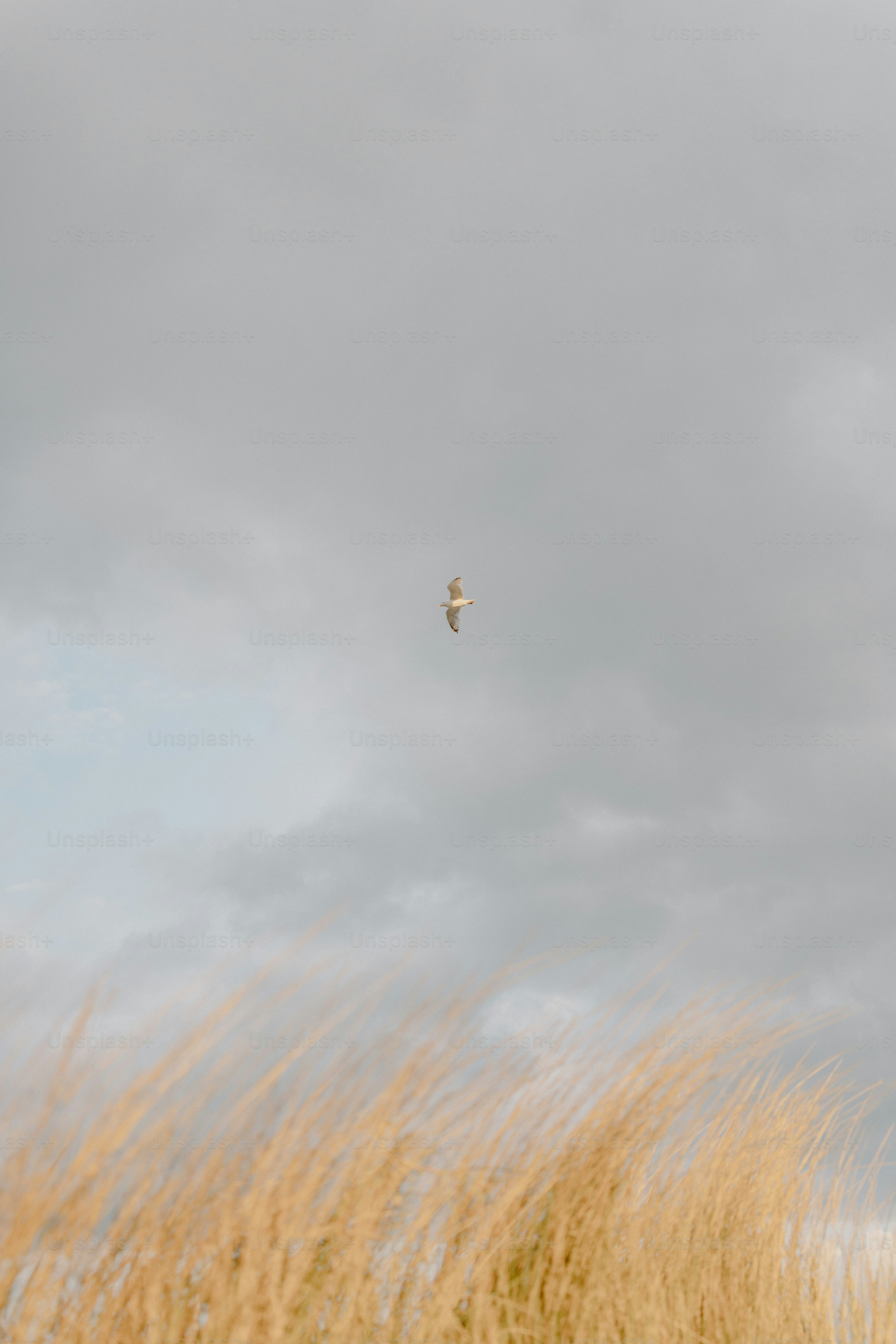 A bird soars through the cloudy sky. photo – Clouds Image on Unsplash