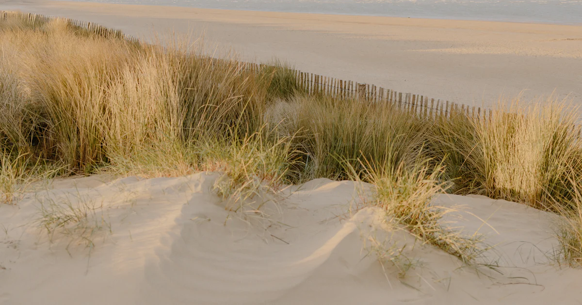 Des Herbes Des Dunes Et Une Plage De Sable Sous Un Ciel Nuageux Photo des-herbes-des-dunes-et-une-plage-de-sable-sous-un-ciel-nuageux-photo