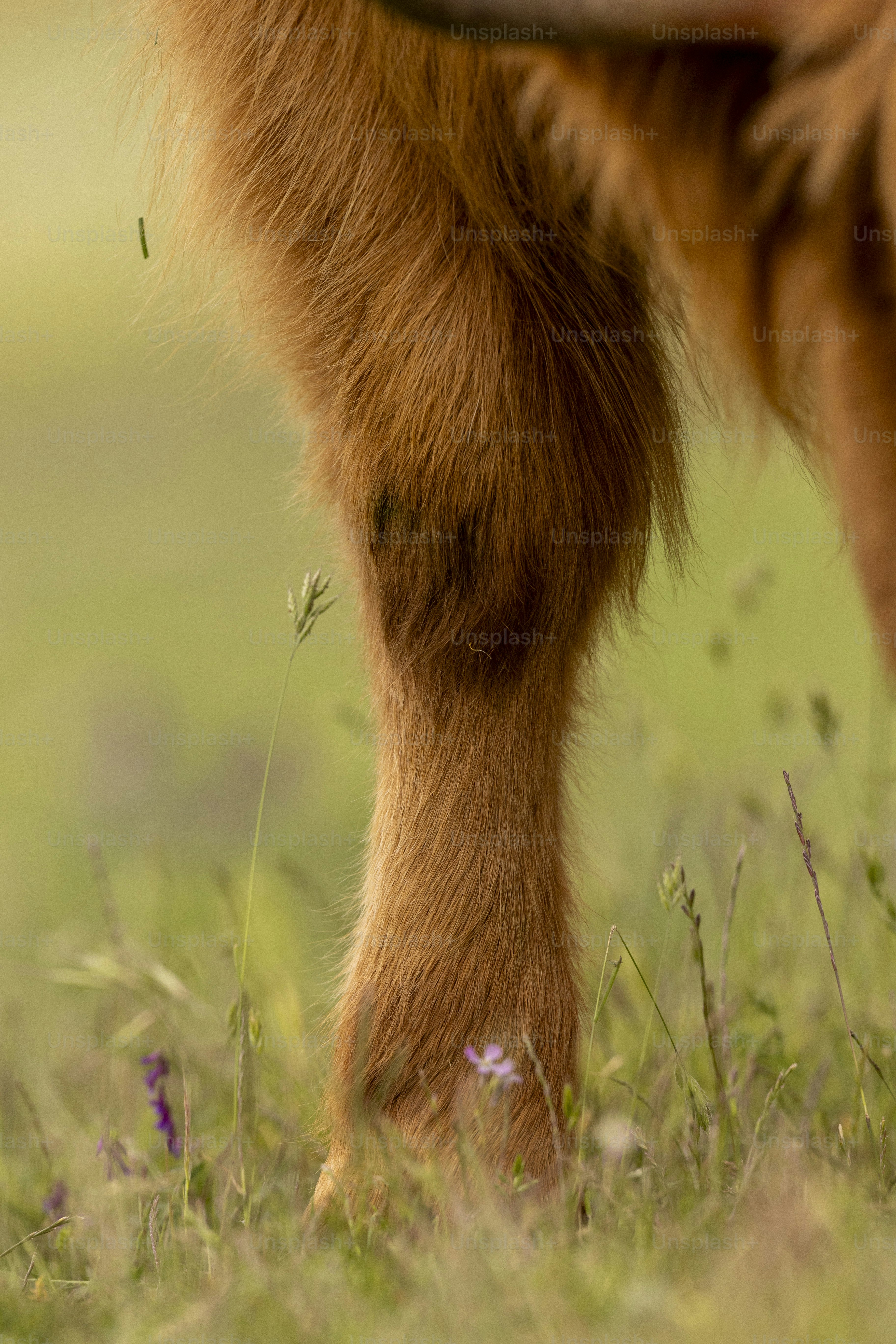 A close-up shows the leg of a hairy cow.