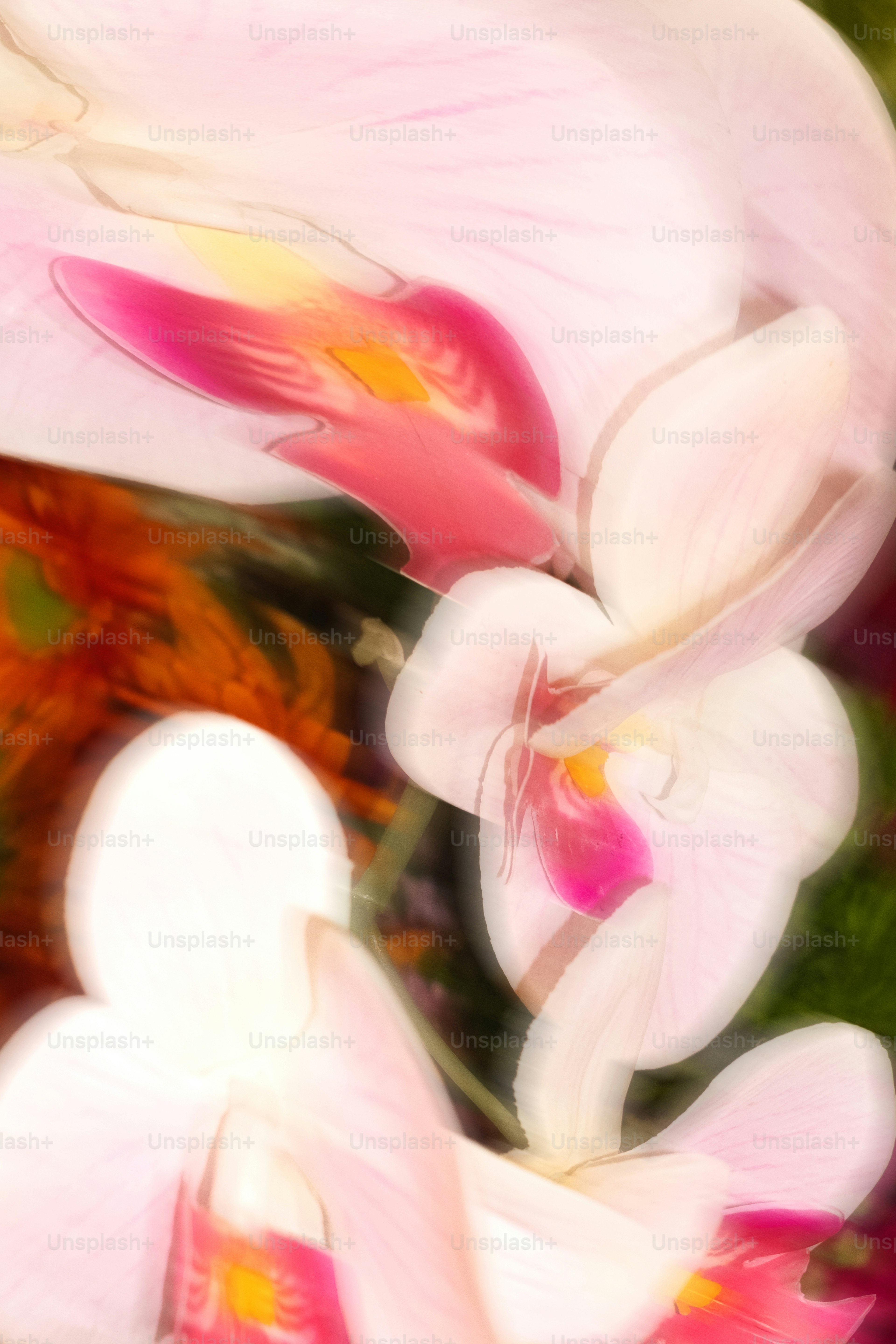 Soft focus of delicate orchid flowers.