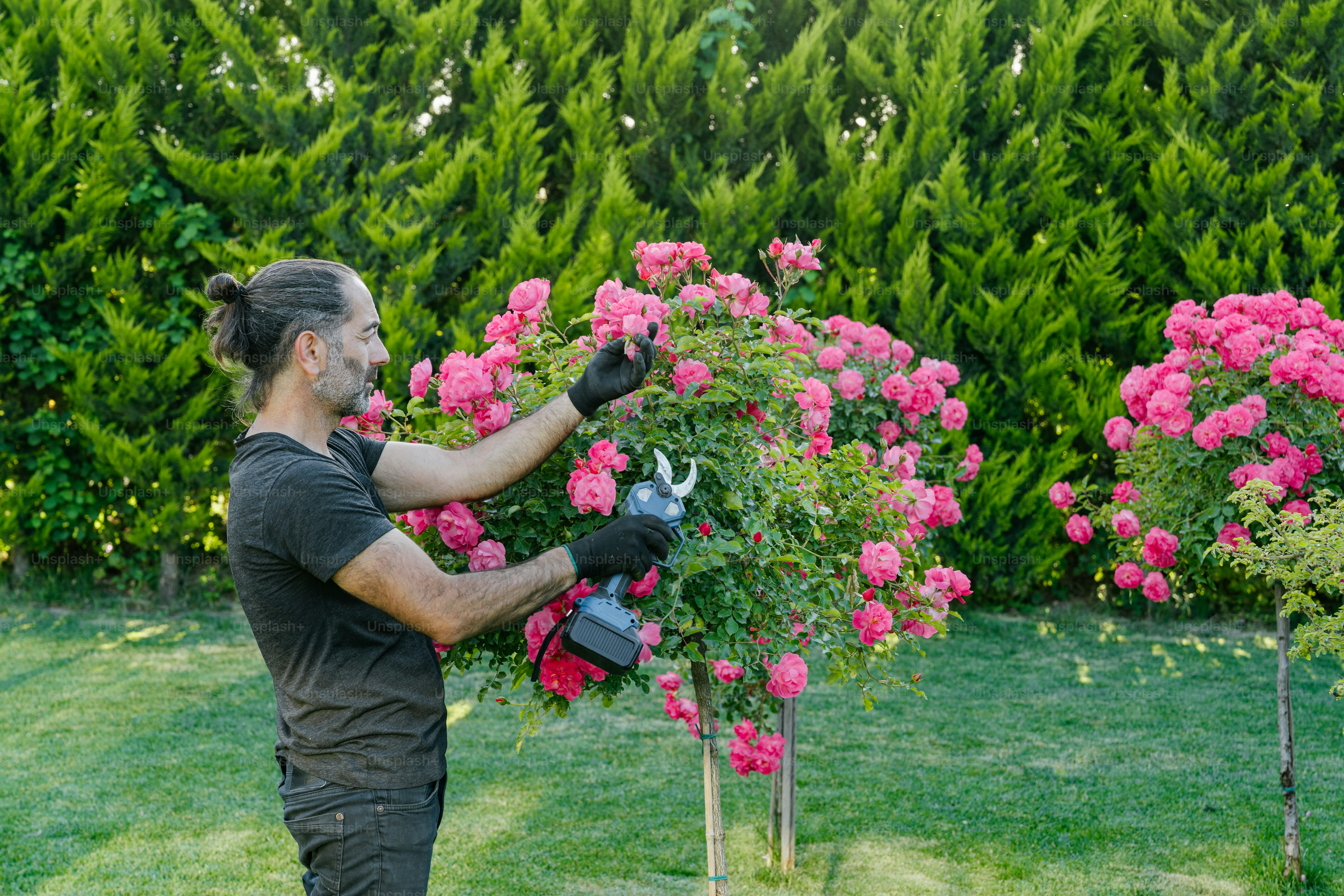 A man prunes a pink rose bush.
