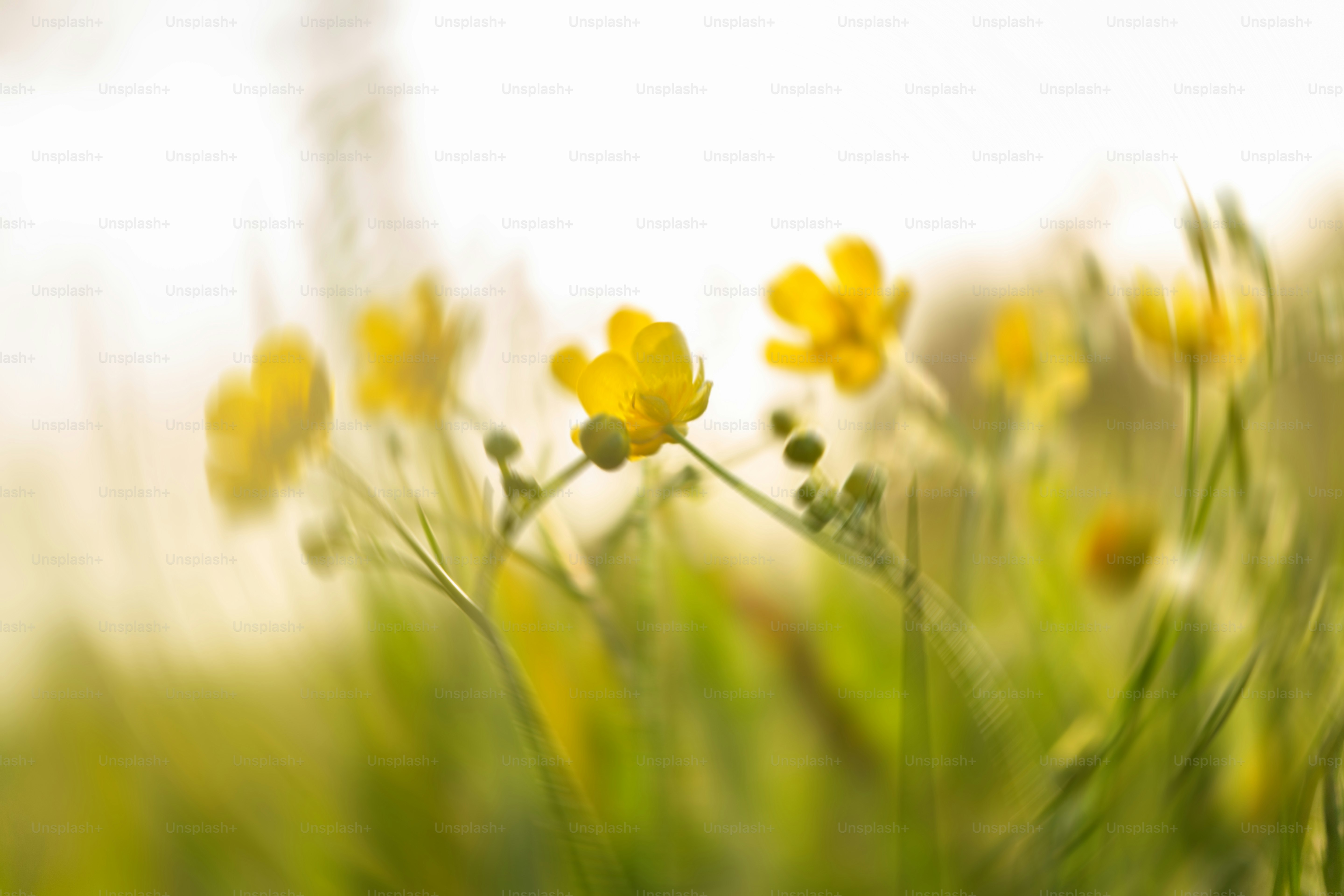 Yellow flowers bloom in a field of green