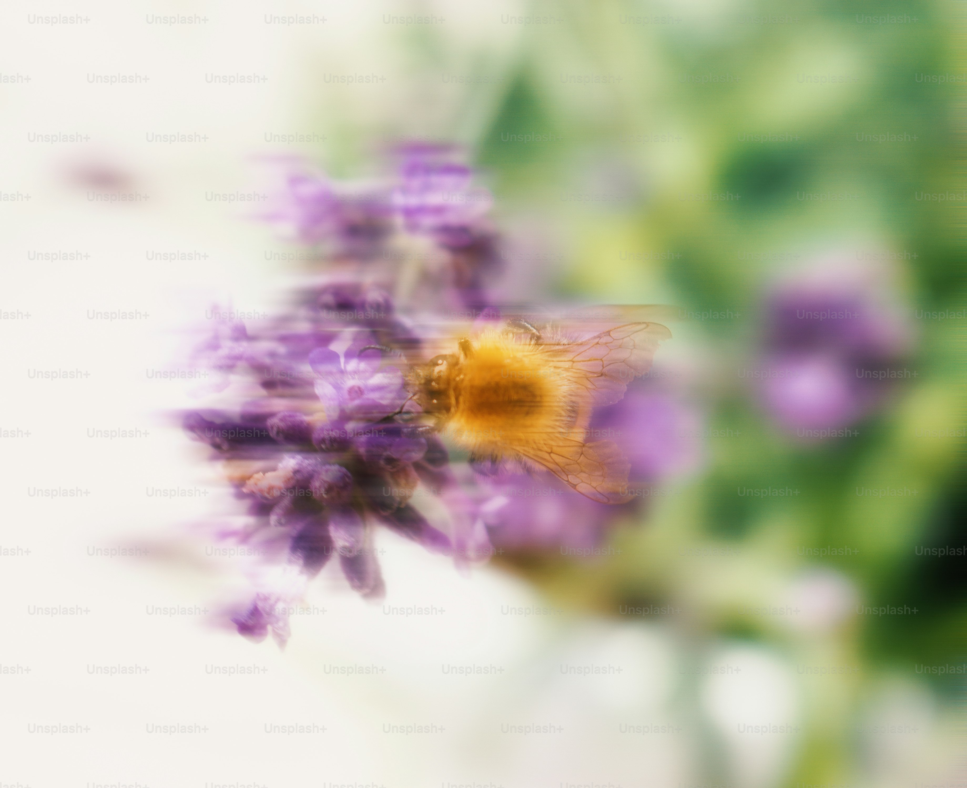 A bee is collecting pollen on a purple flower.