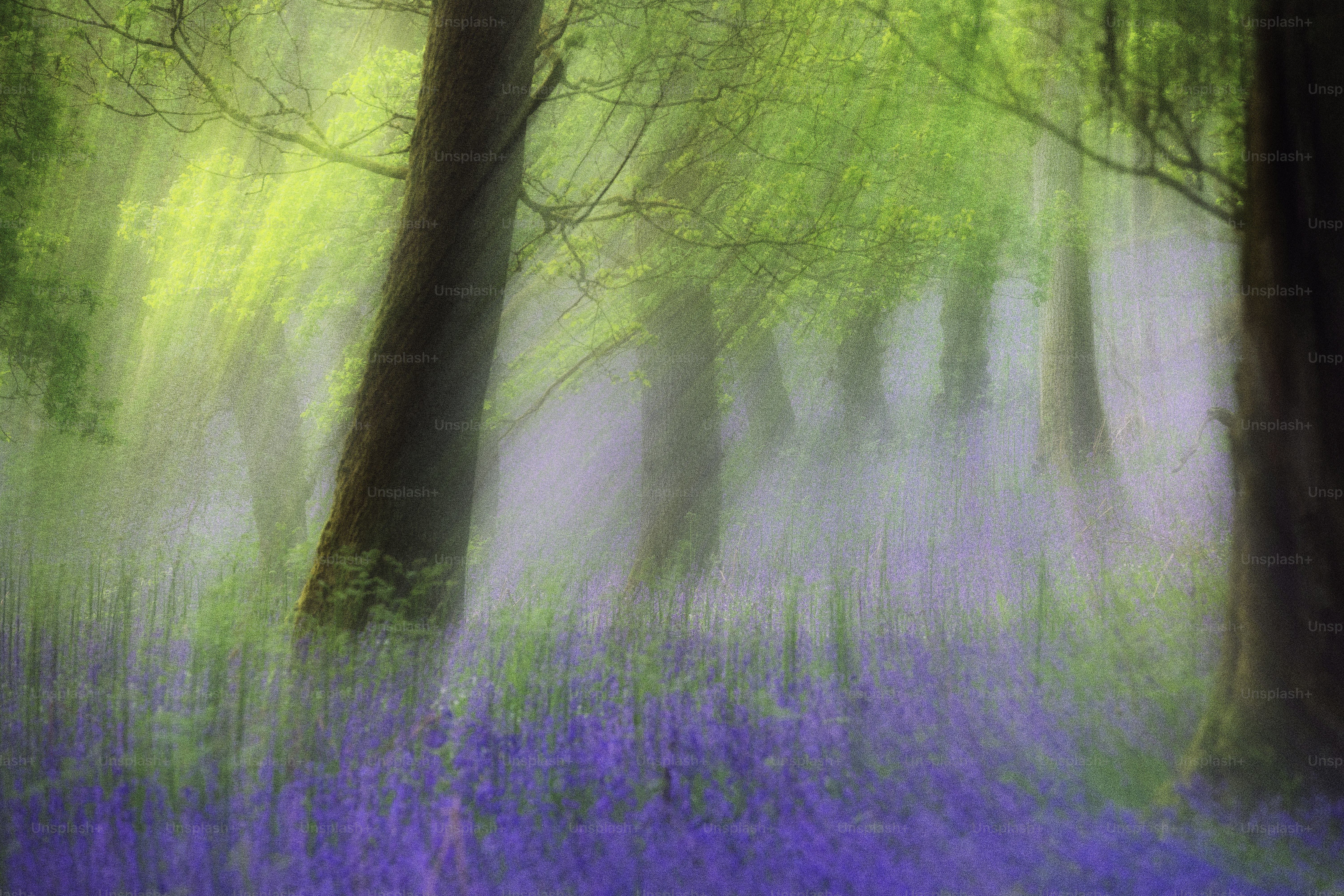 Alberi e campanule creano una foresta nebbiosa e sognante.