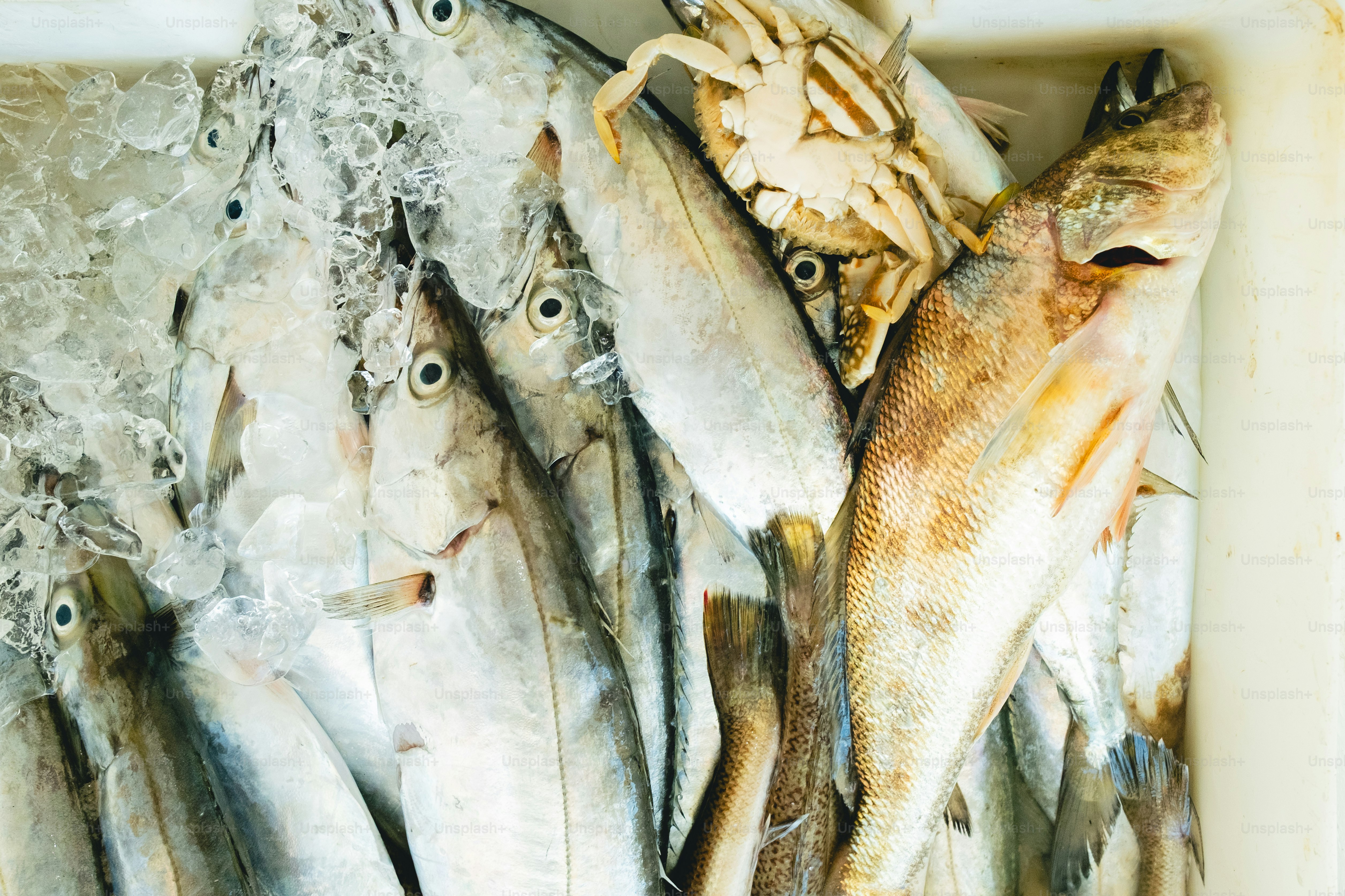 Fresh fish and a crab on ice.