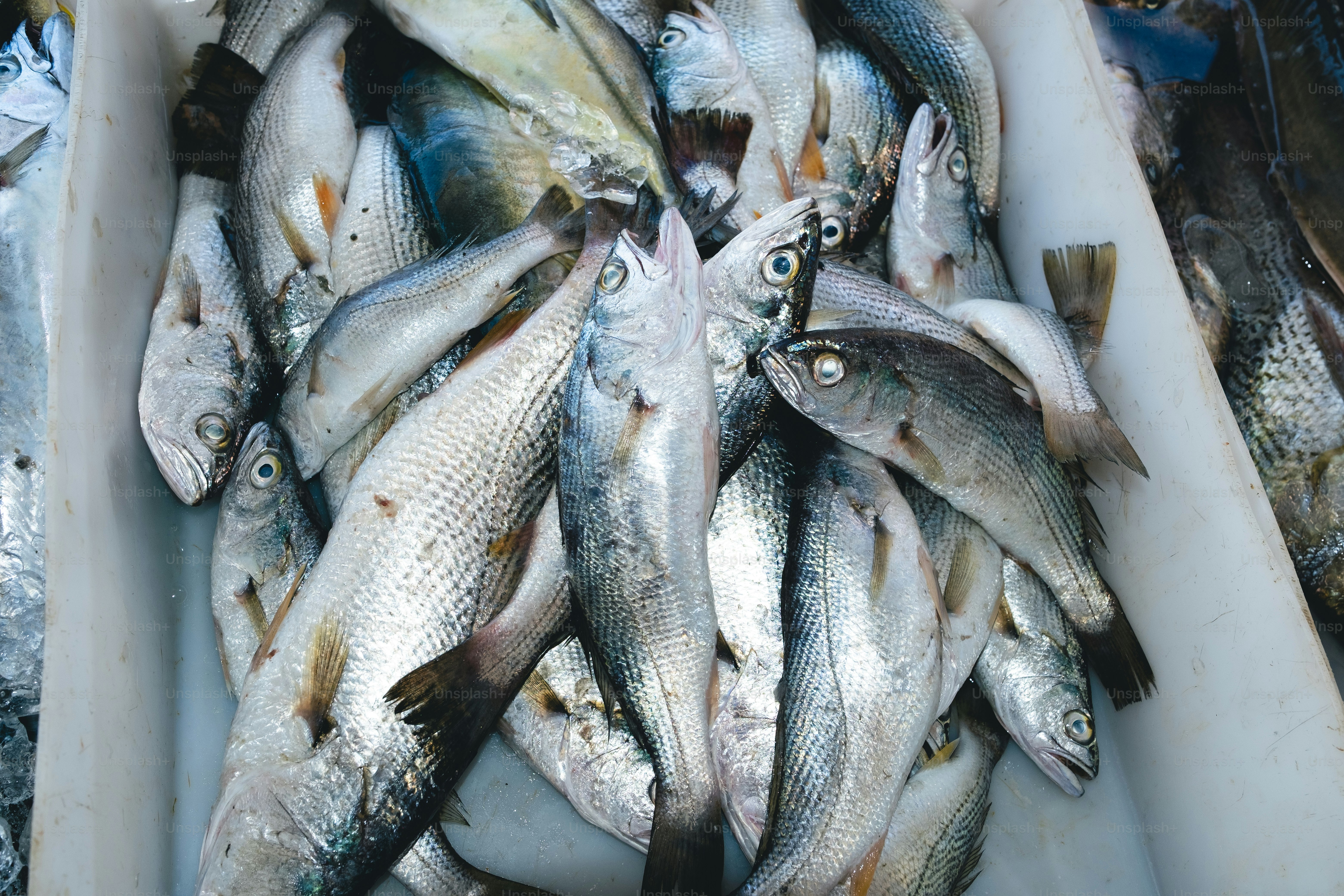 Freshly caught fish are piled in a container.