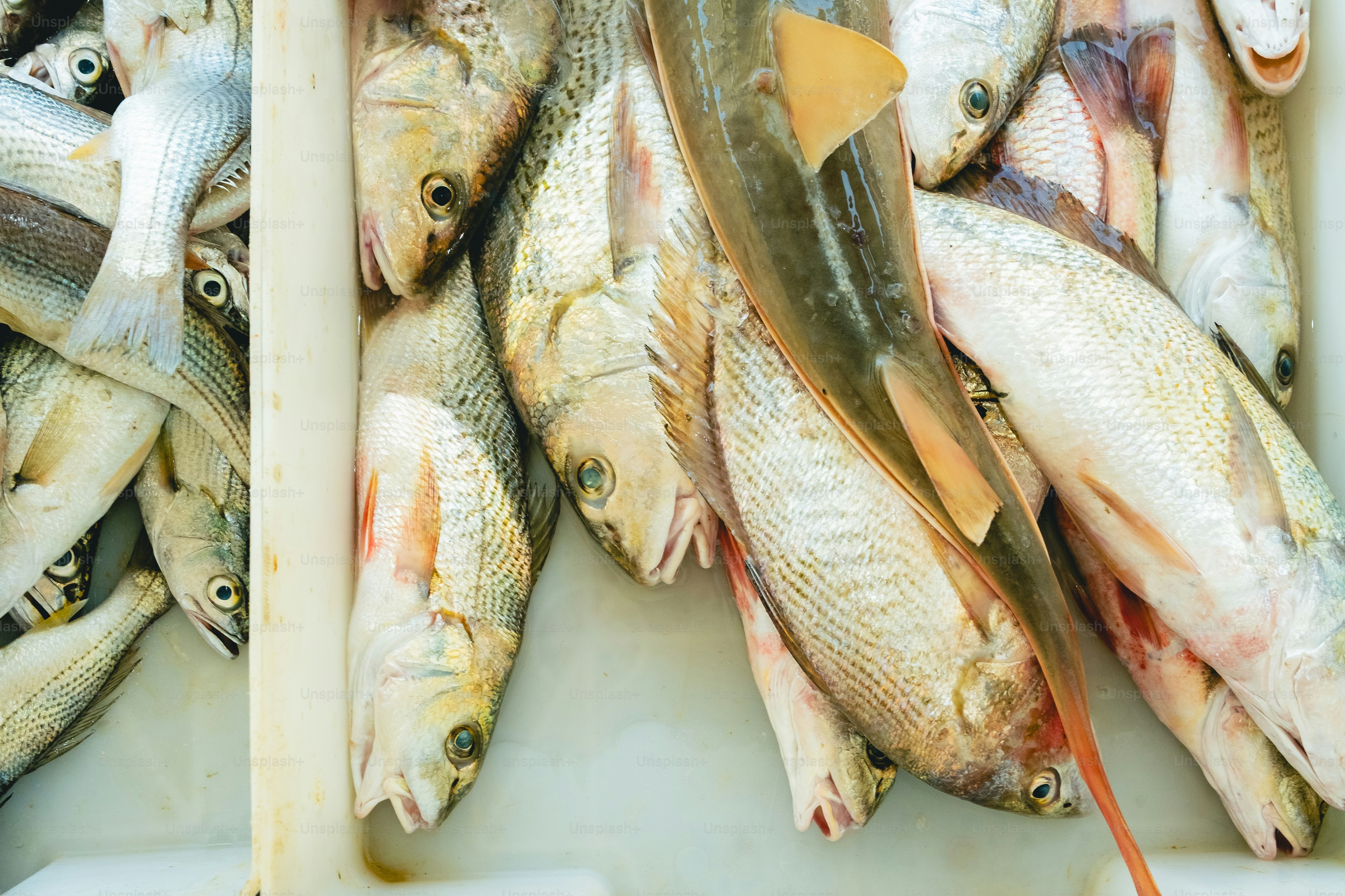 Ikan yang baru ditangkap dipajang untuk dijual.