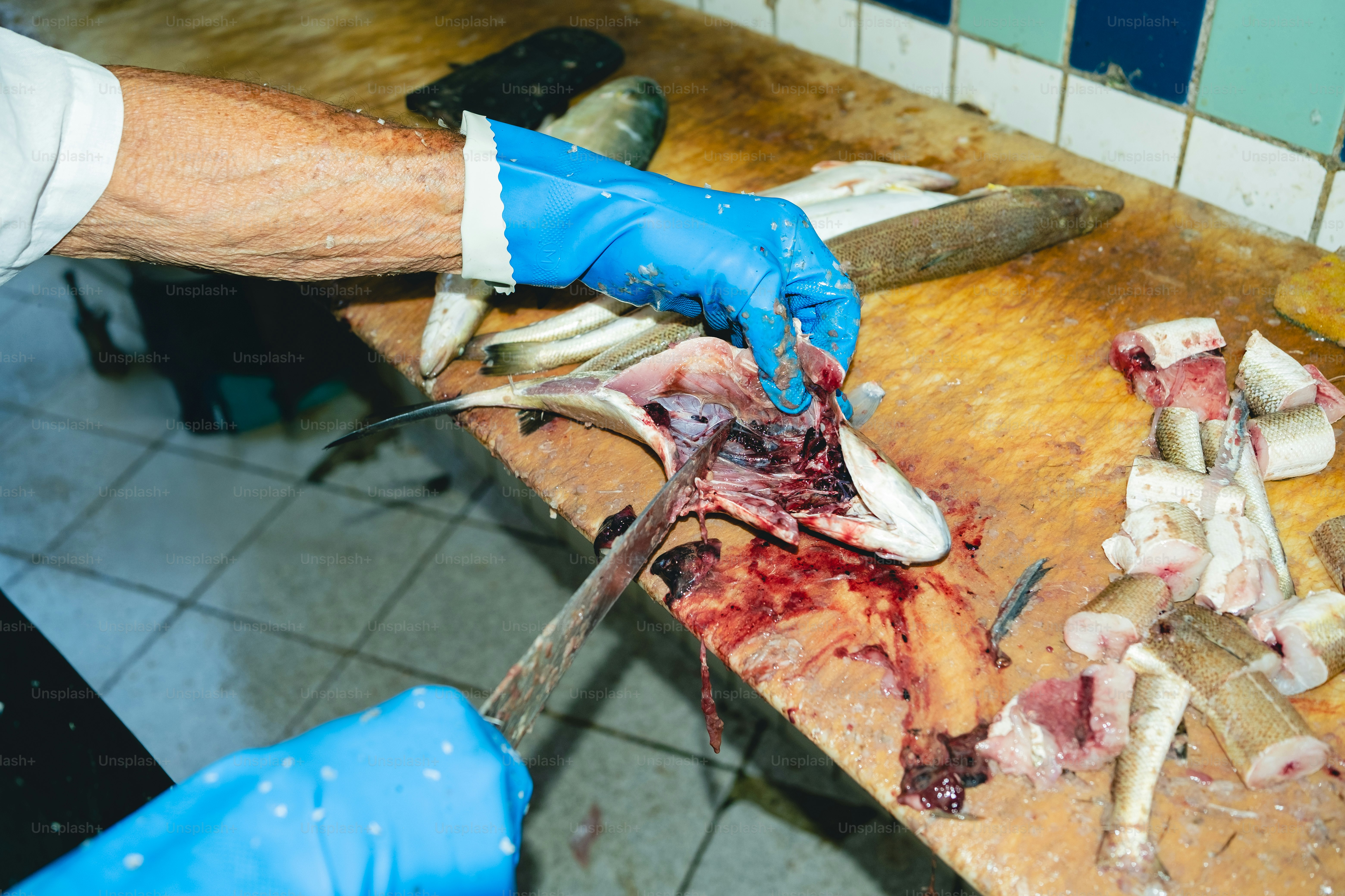 A person is cutting up a fish.