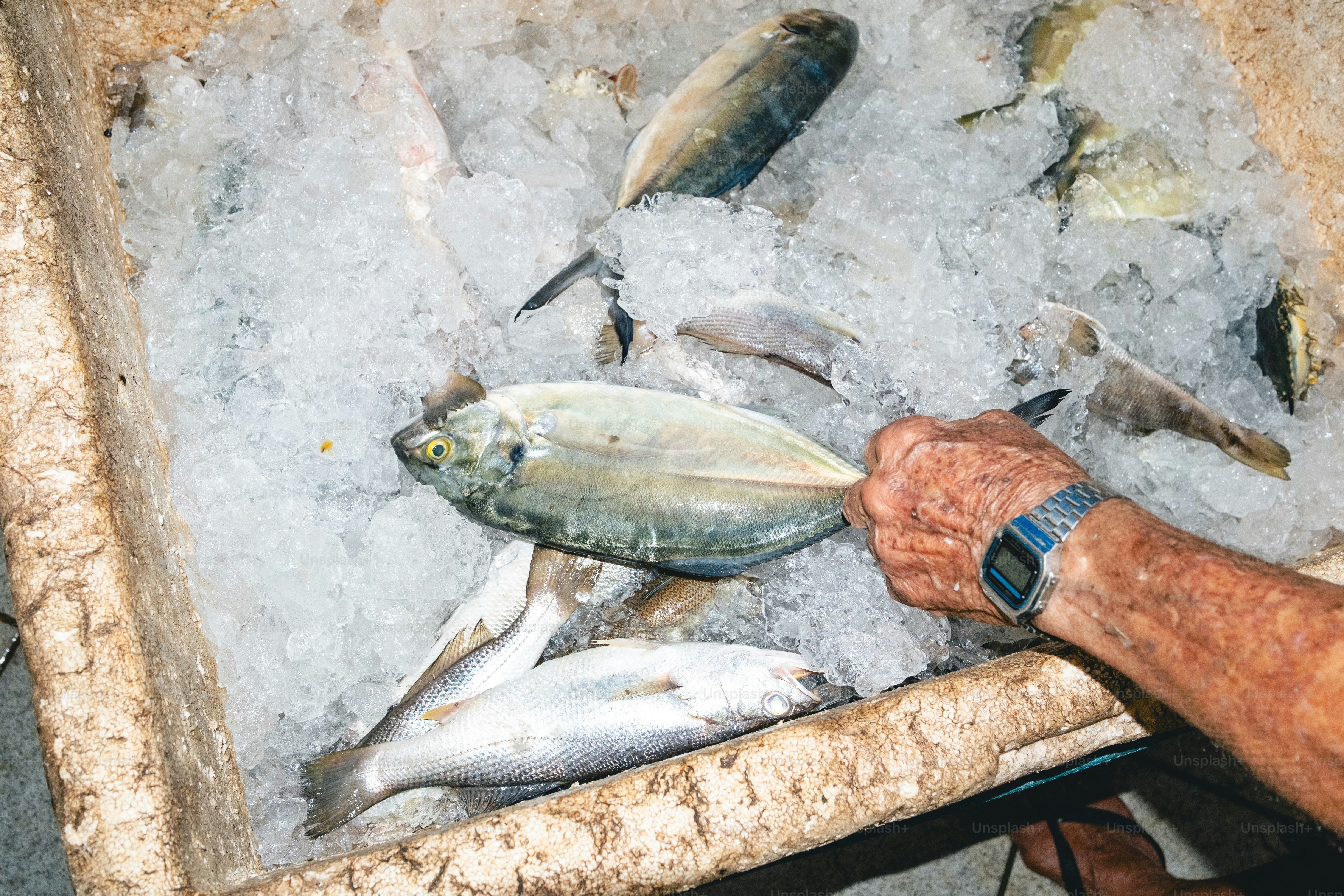 Fresh fish are displayed on ice in a container.