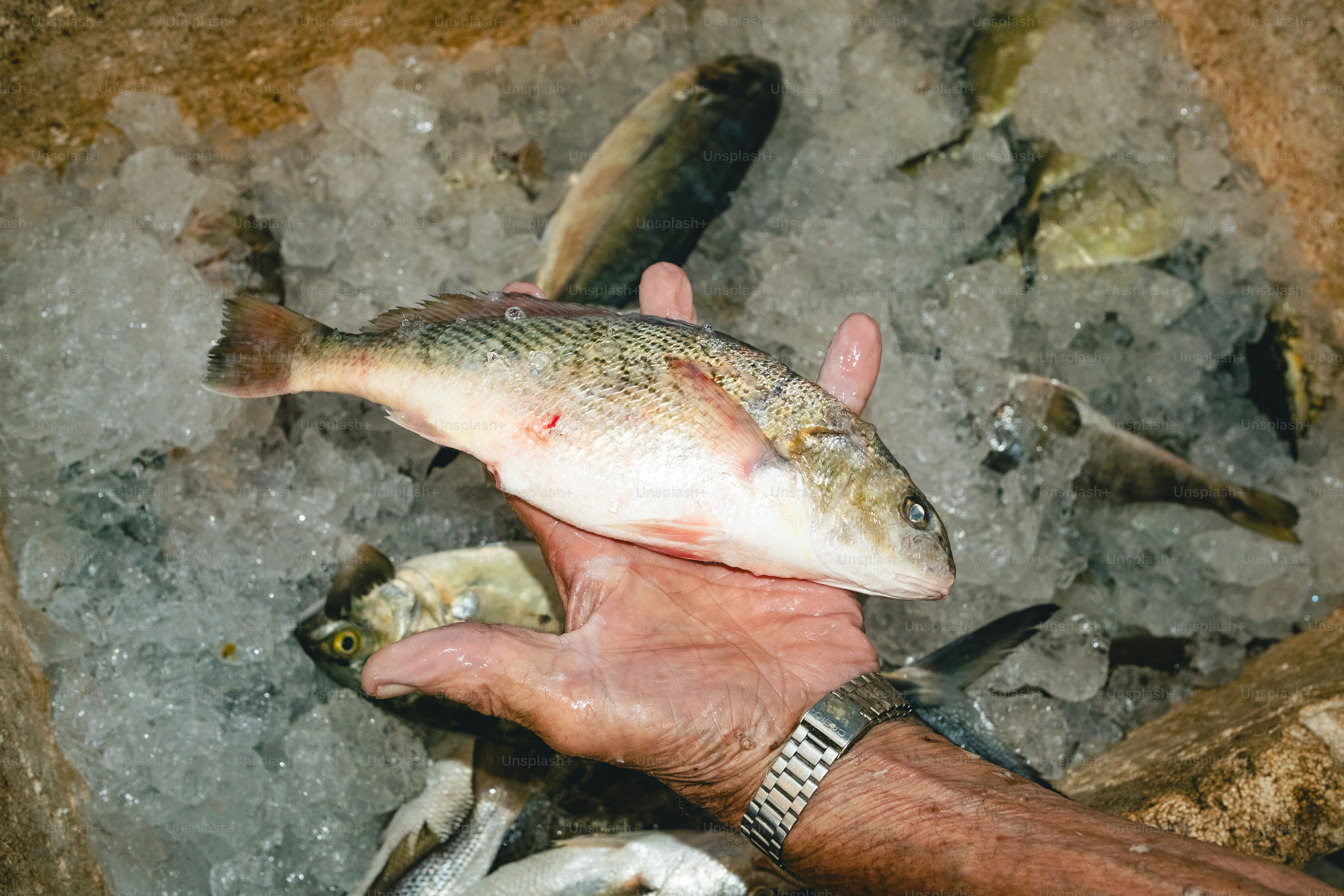 Seseorang memegang ikan di atas es.