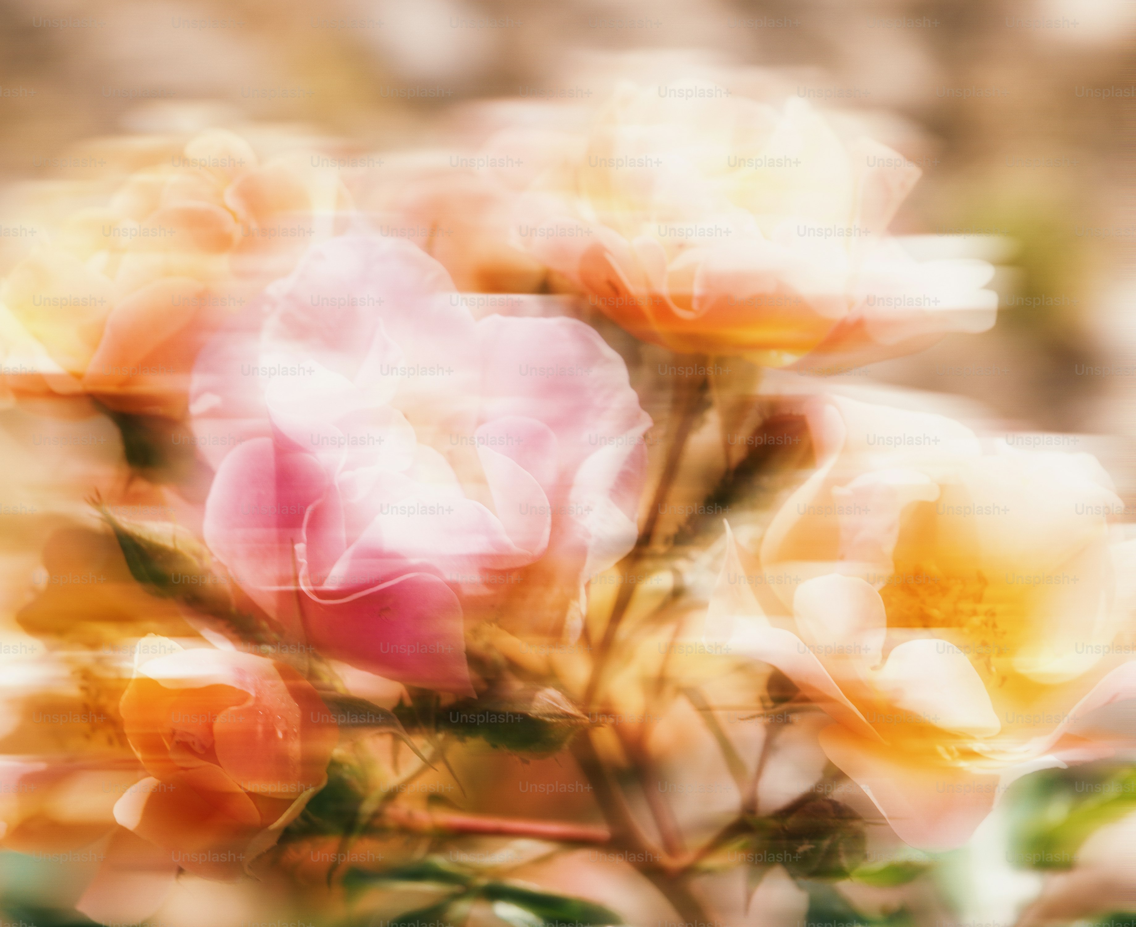 I fiori sfocati creano un'immagine sognante e artistica.