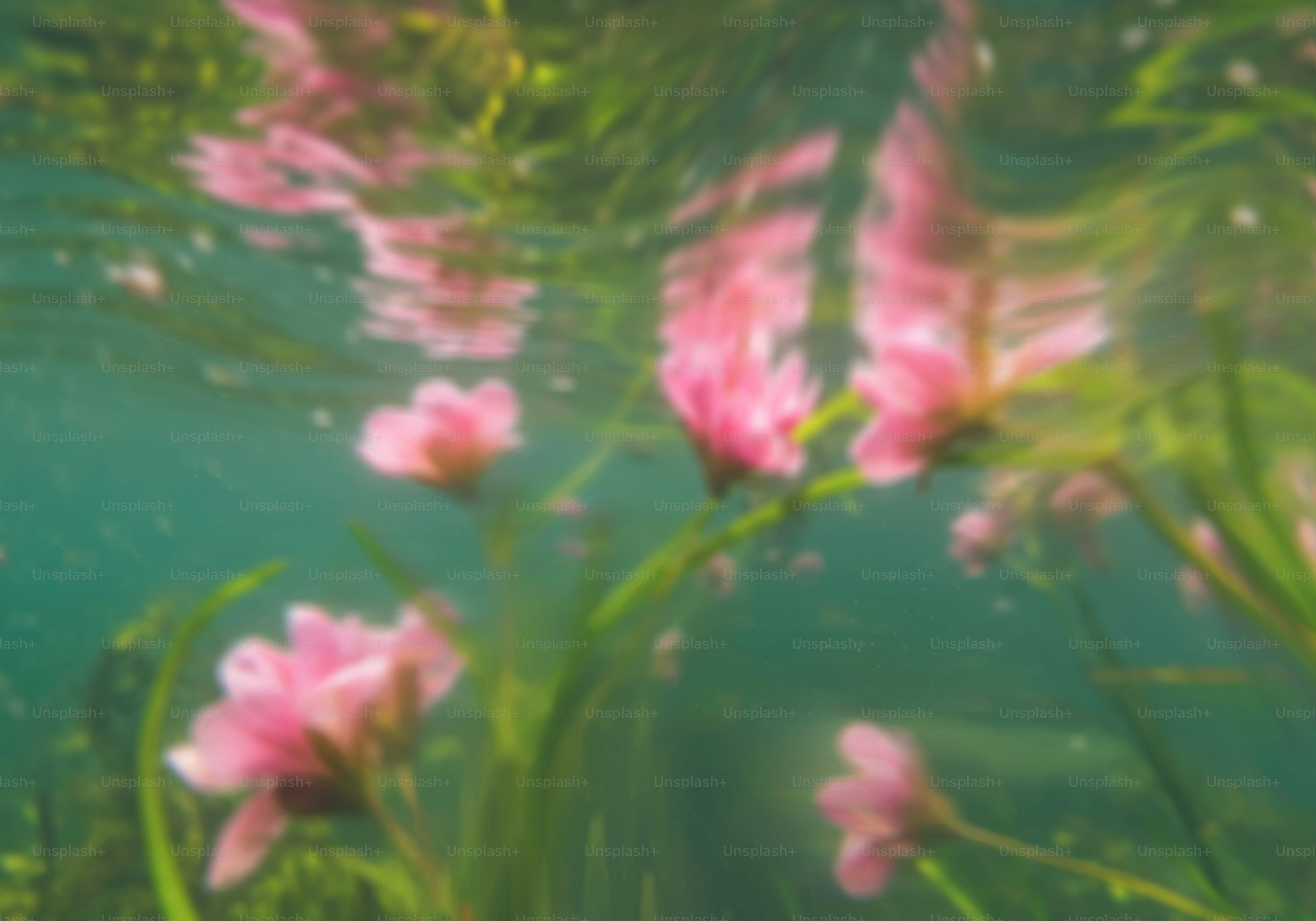 Unter der Wasseroberfläche erscheinen rosa Blüten.