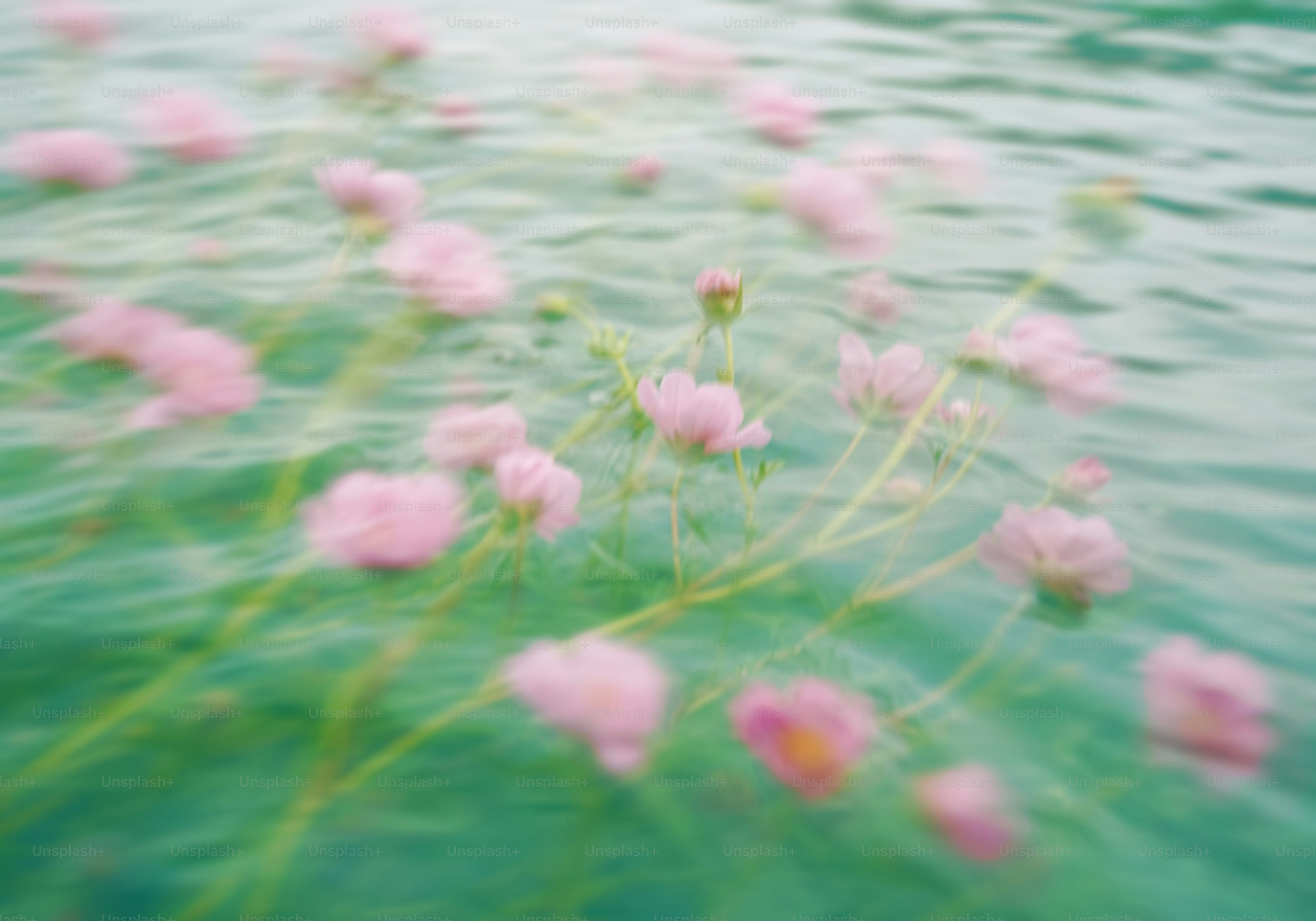 Rosa Blumen, die im Wasser schwimmen, sorgen für eine verträumte Szenerie