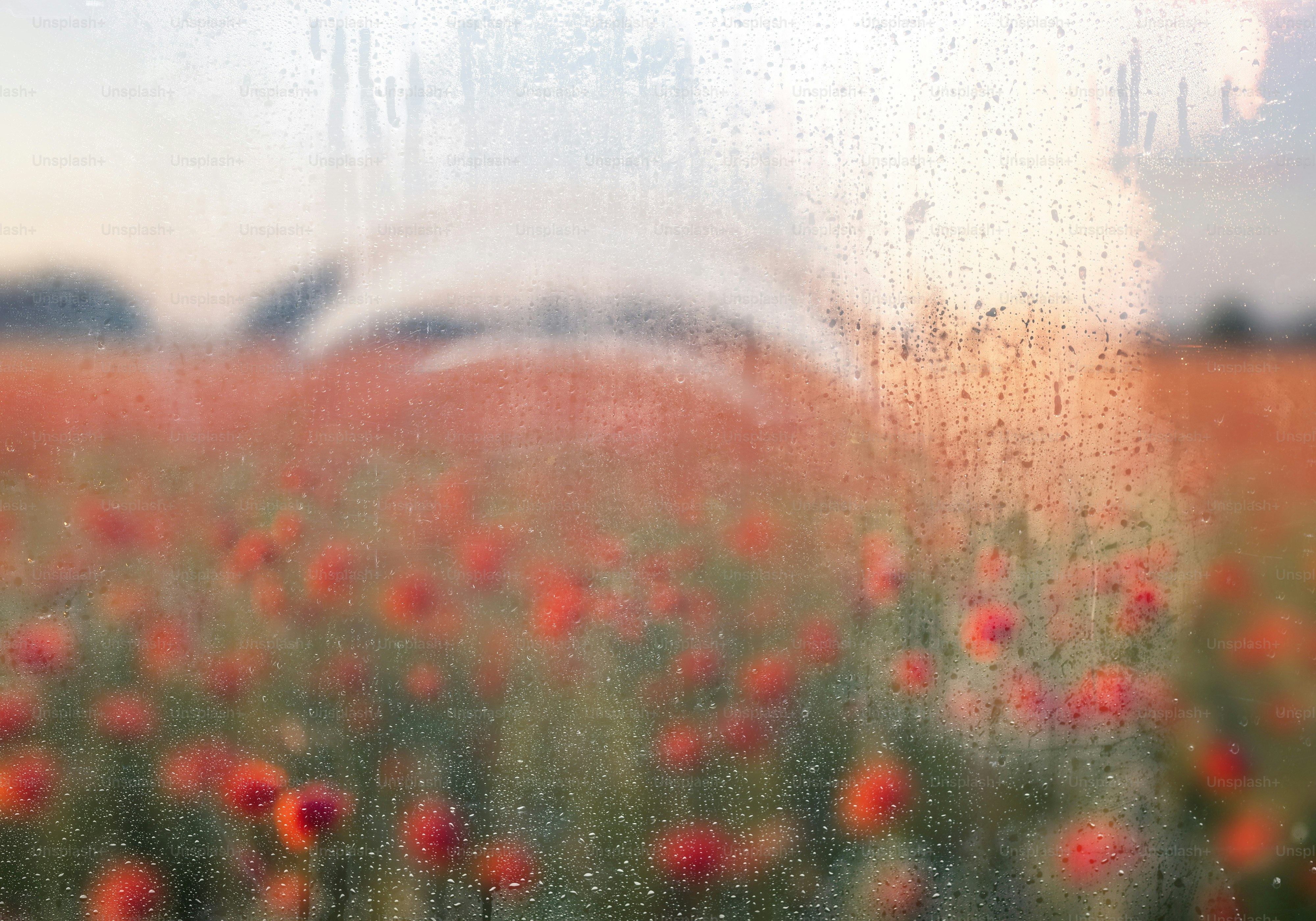 Un campo de amapolas rojas, visto a través de las gotas de lluvia. foto –  Imagen de Primavera en Unsplash, image size:3000x2100