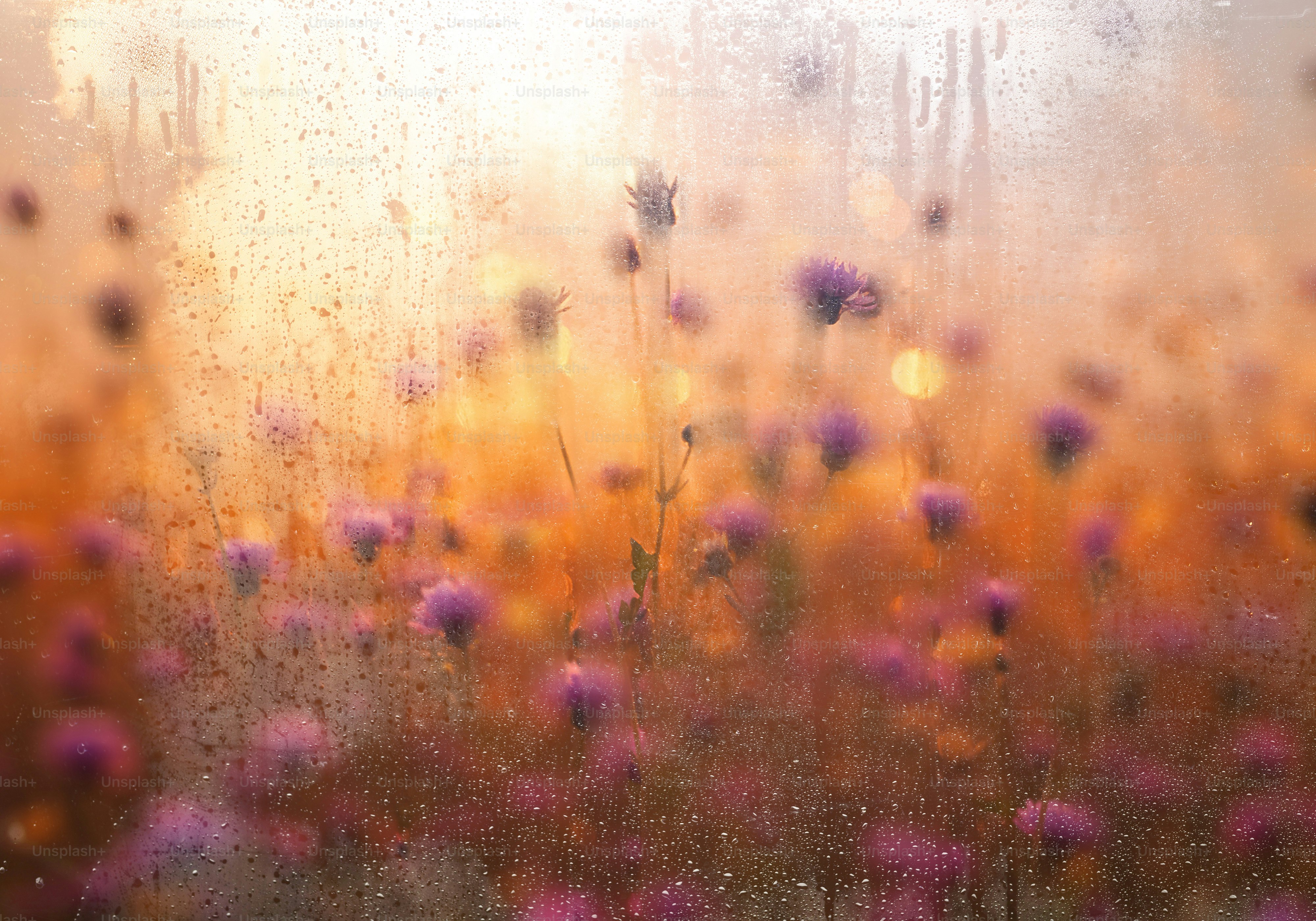 Field Of Purple Flowers Wallpaper