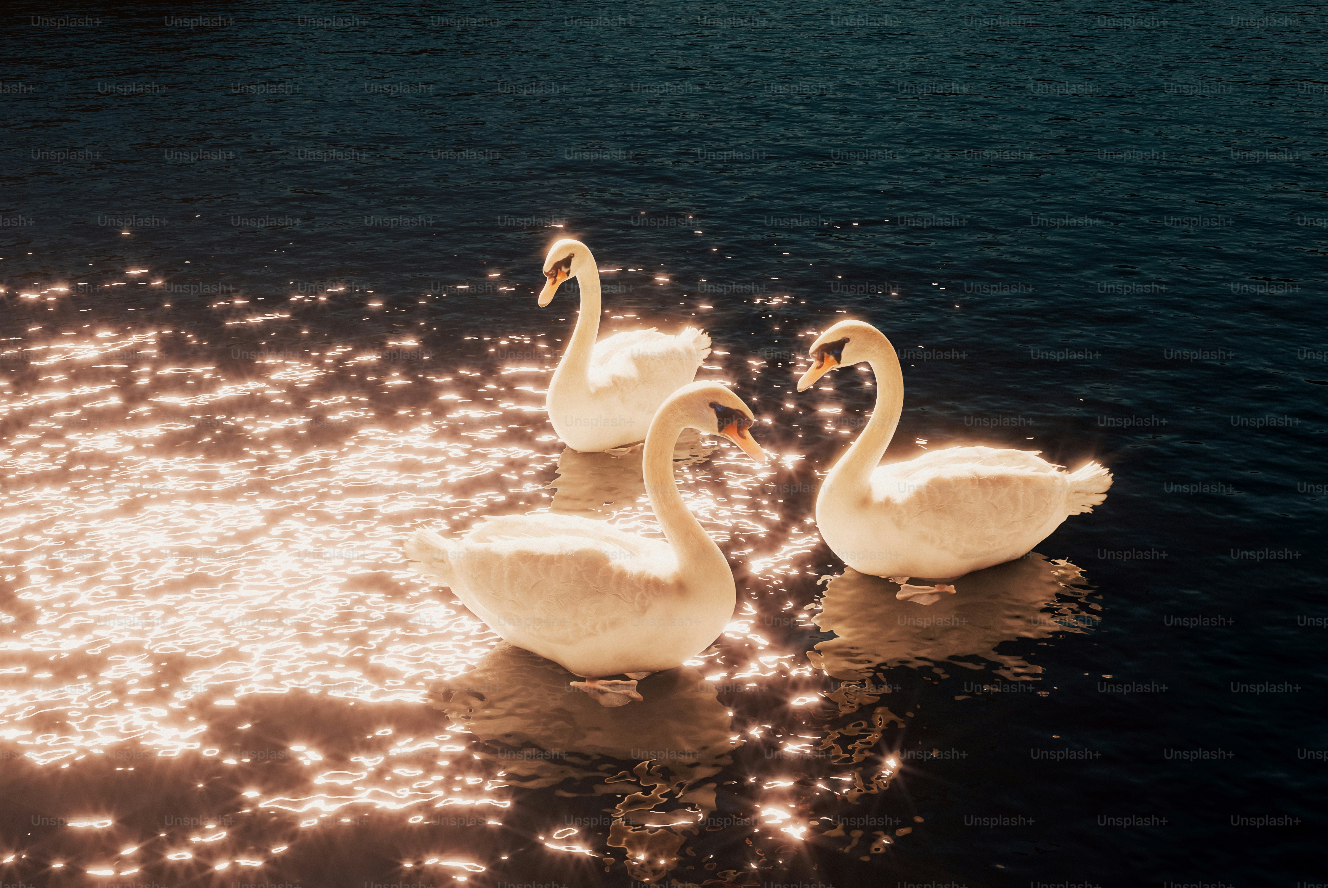 Tre cigni bianchi nuotano con grazia sull'acqua.