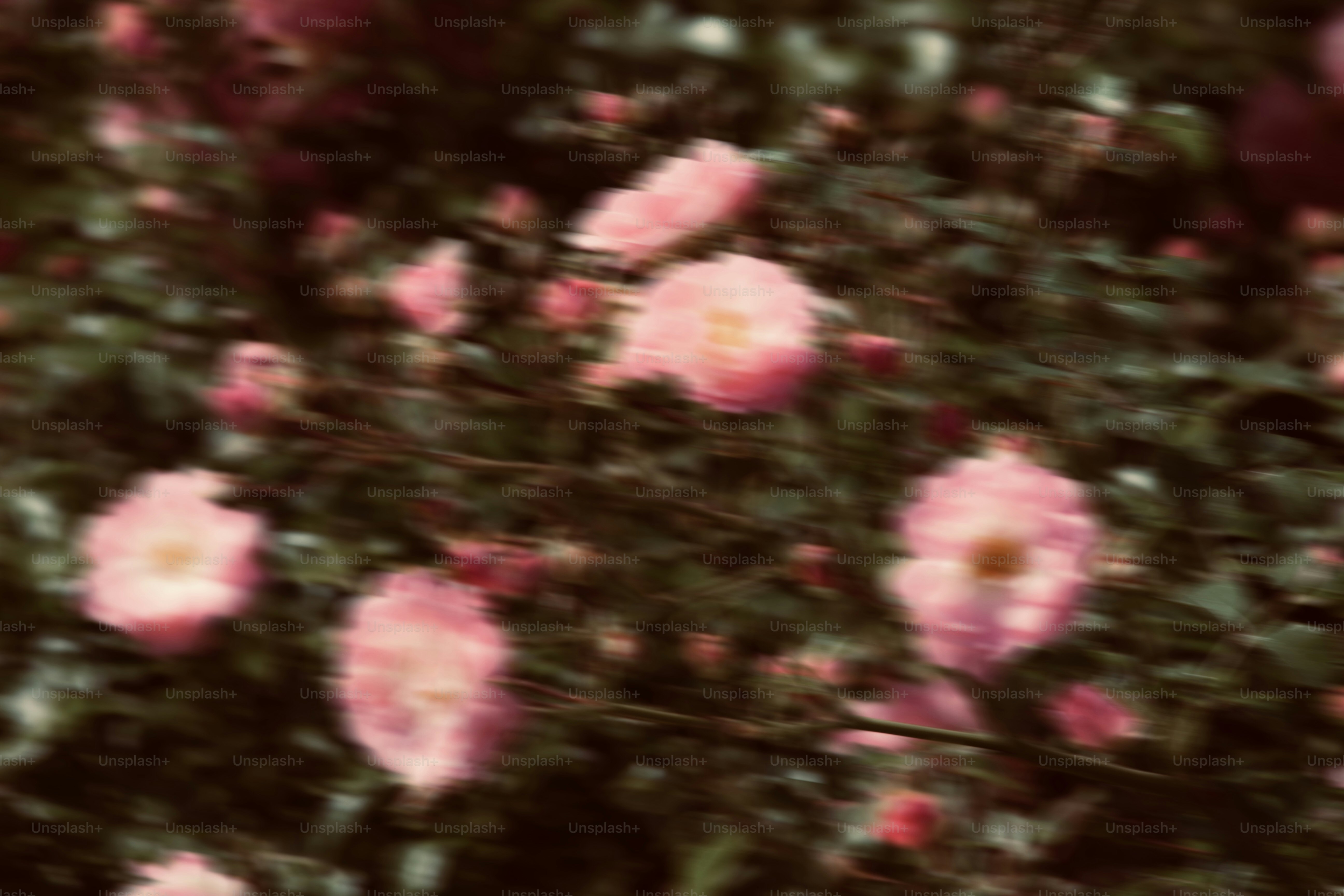 Pink flowers bloom beautifully in the sunlight.