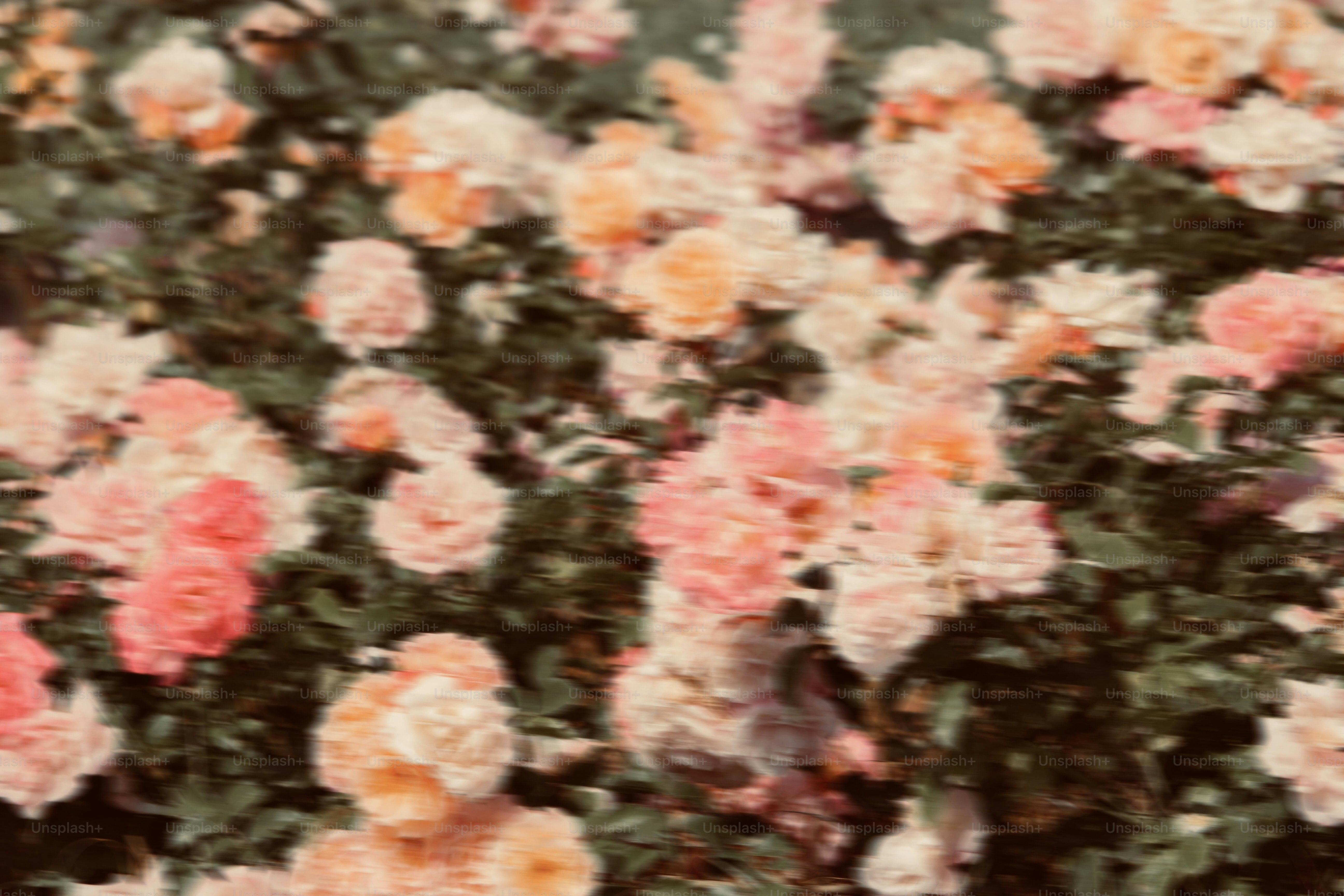 Roses in varying shades of pink and orange.