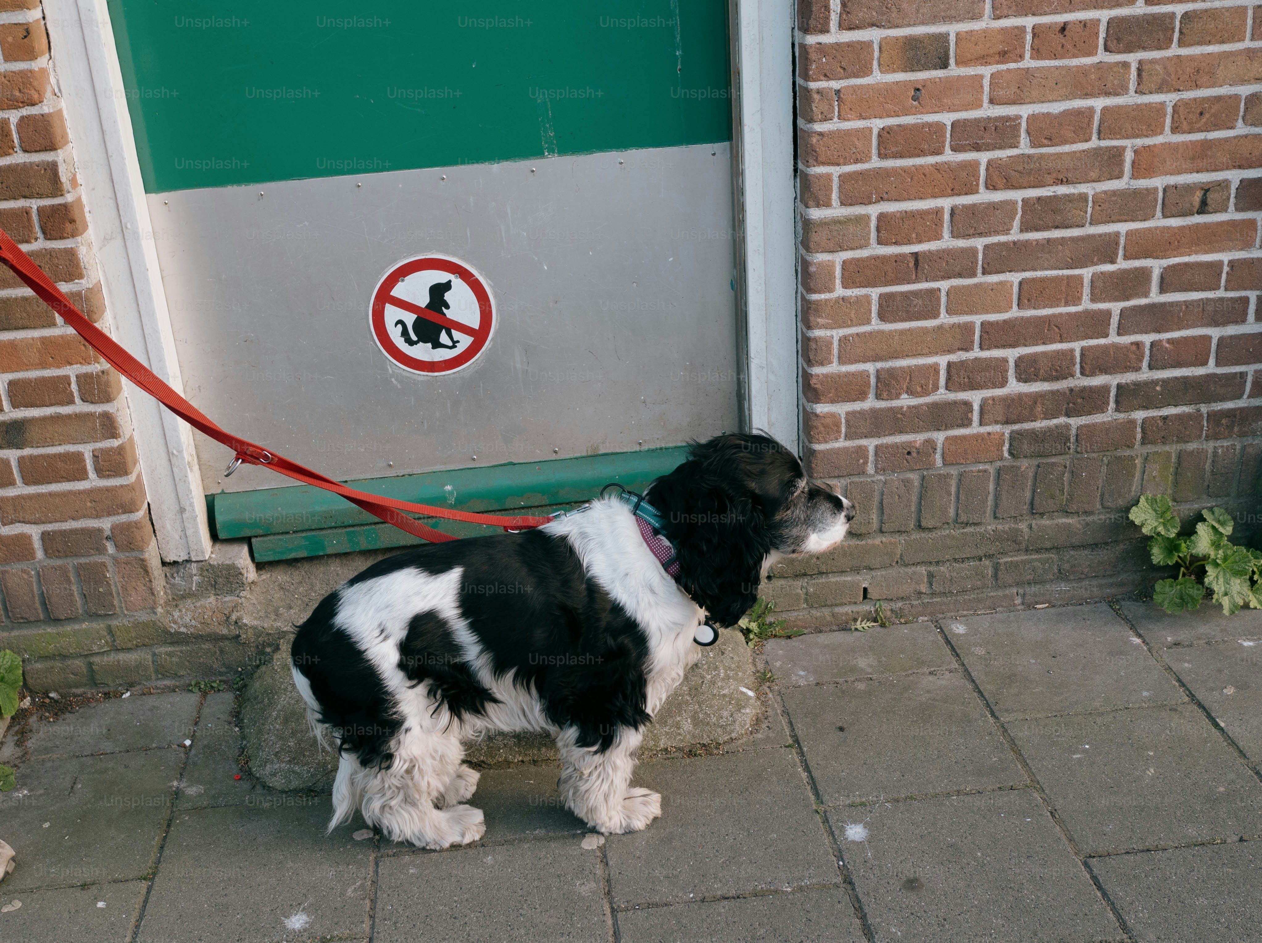 Dog on a leash near a "no dog poop" sign.