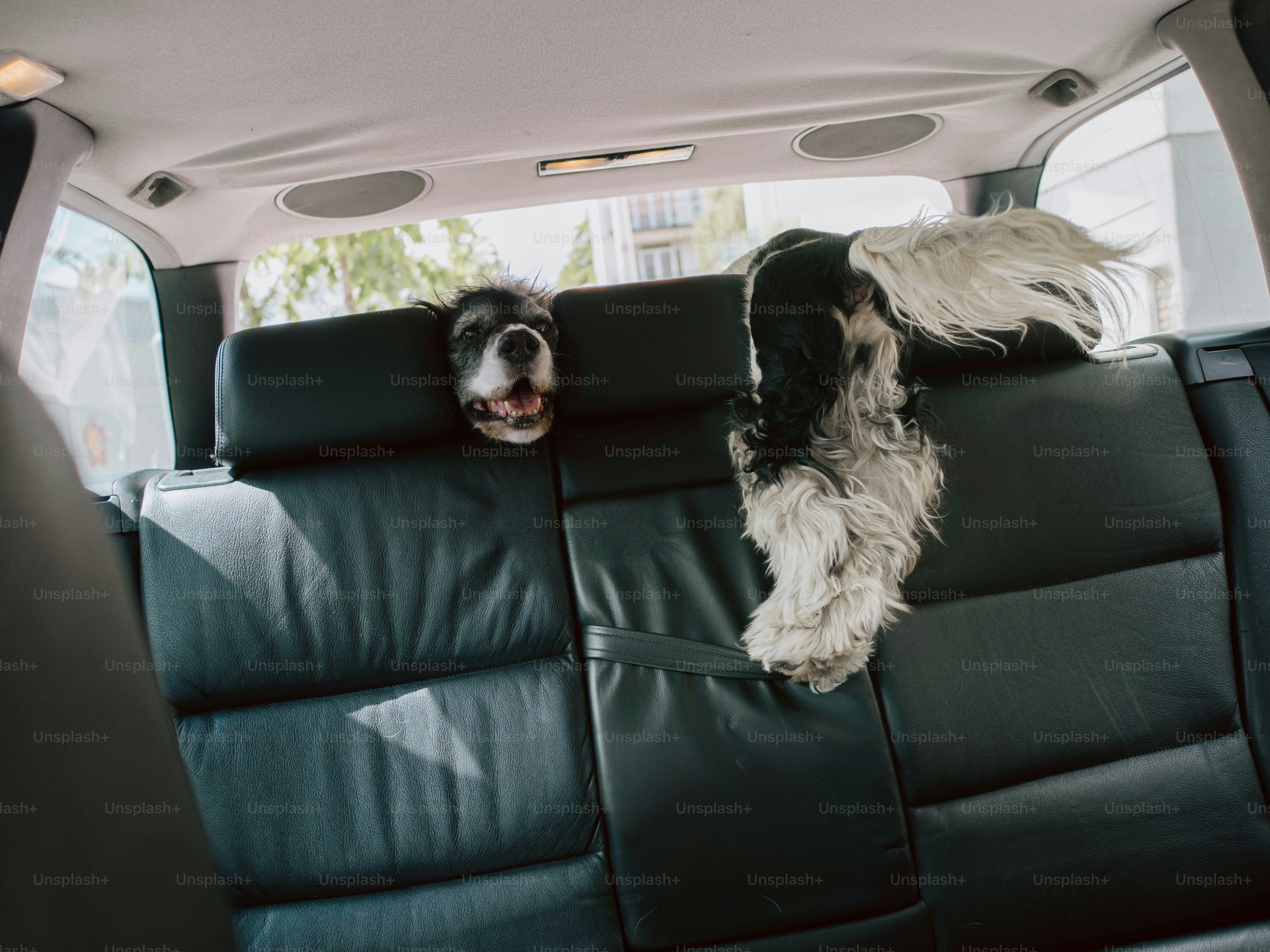 Two dogs are in a car, peeking over the seat.