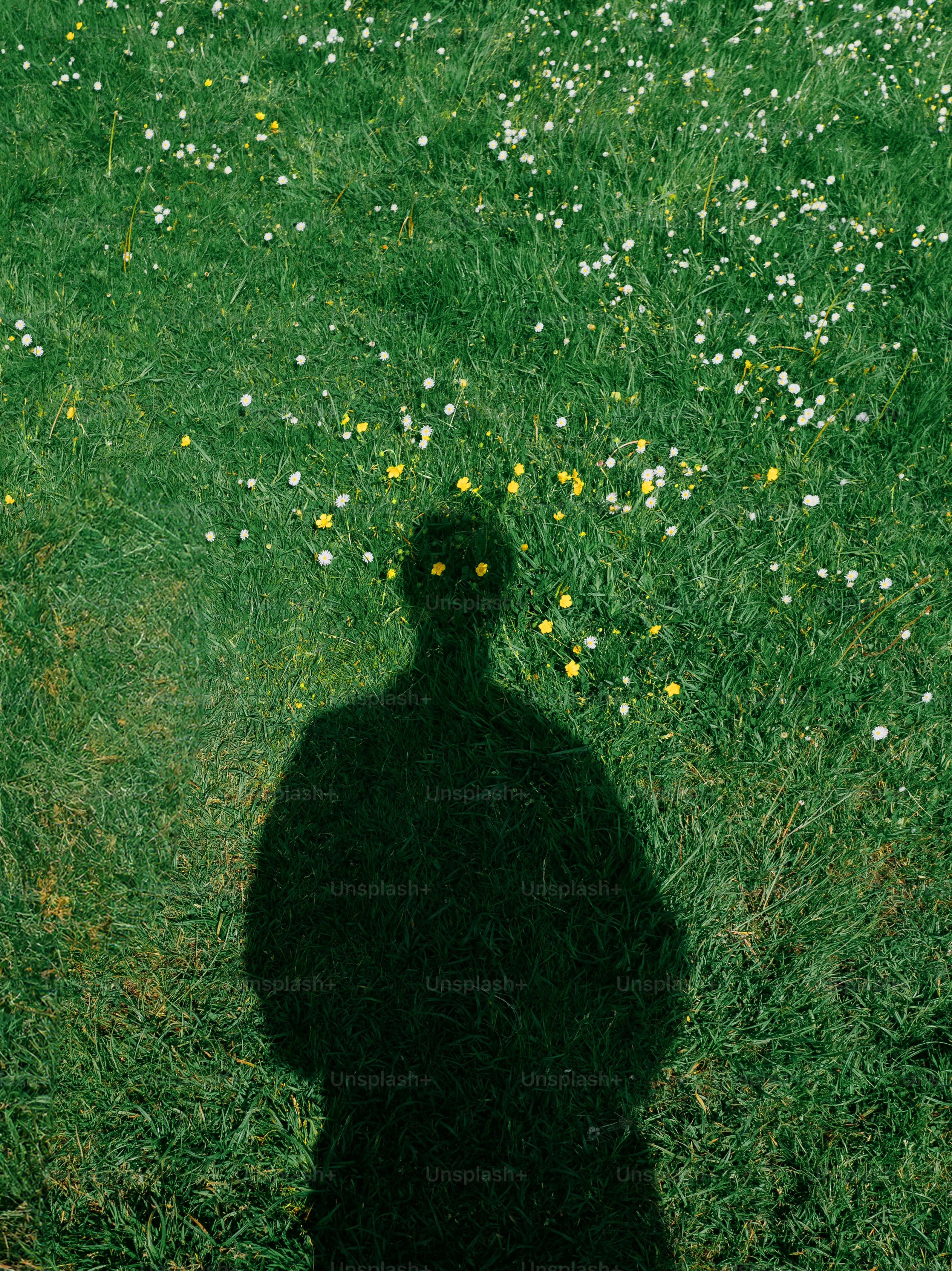 A shadow casts on a grassy field of wildflowers.