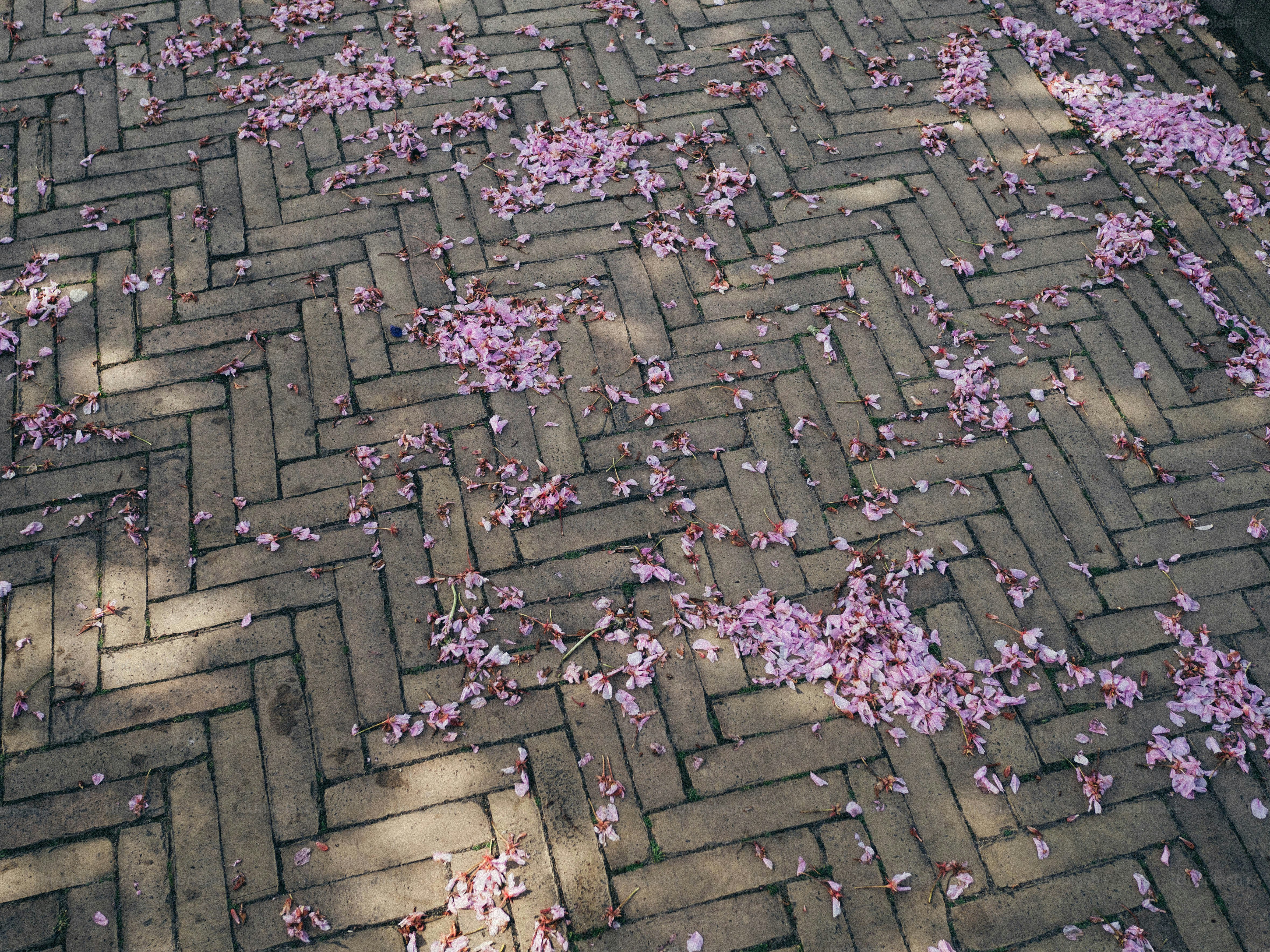 Pink petals cover a brick herringbone pattern.