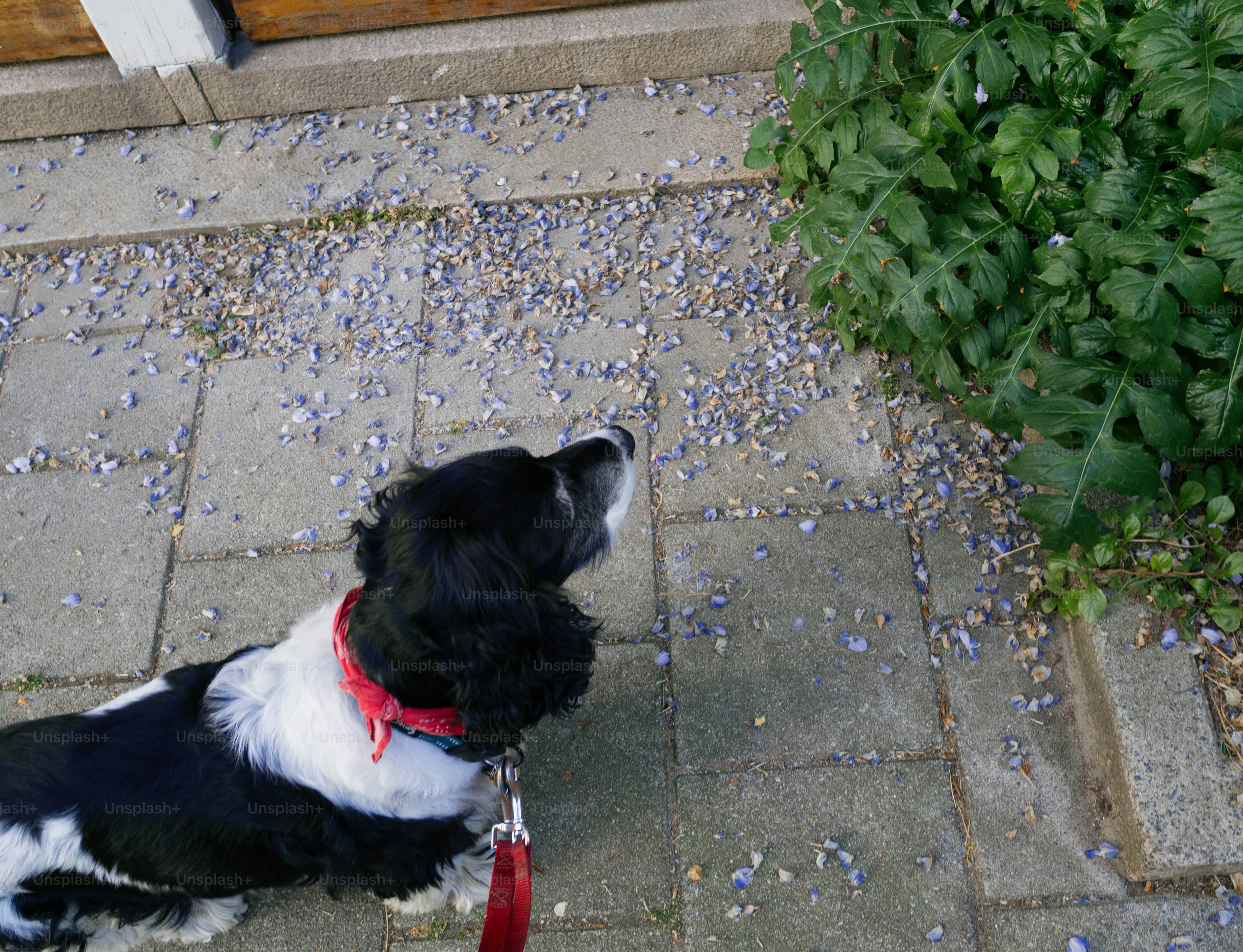 A dog looks up at something.