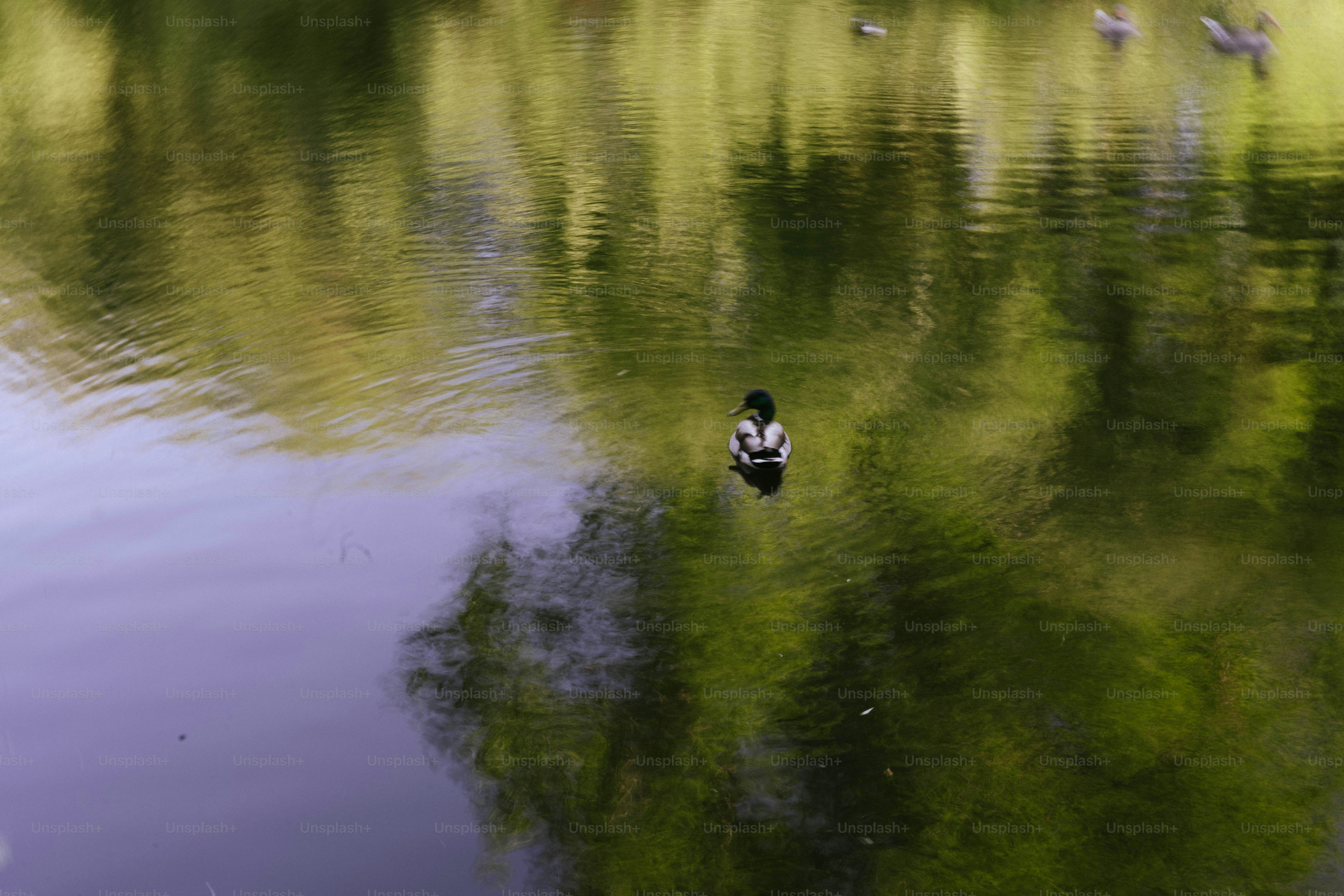 A duck swims on a lake with reflections.