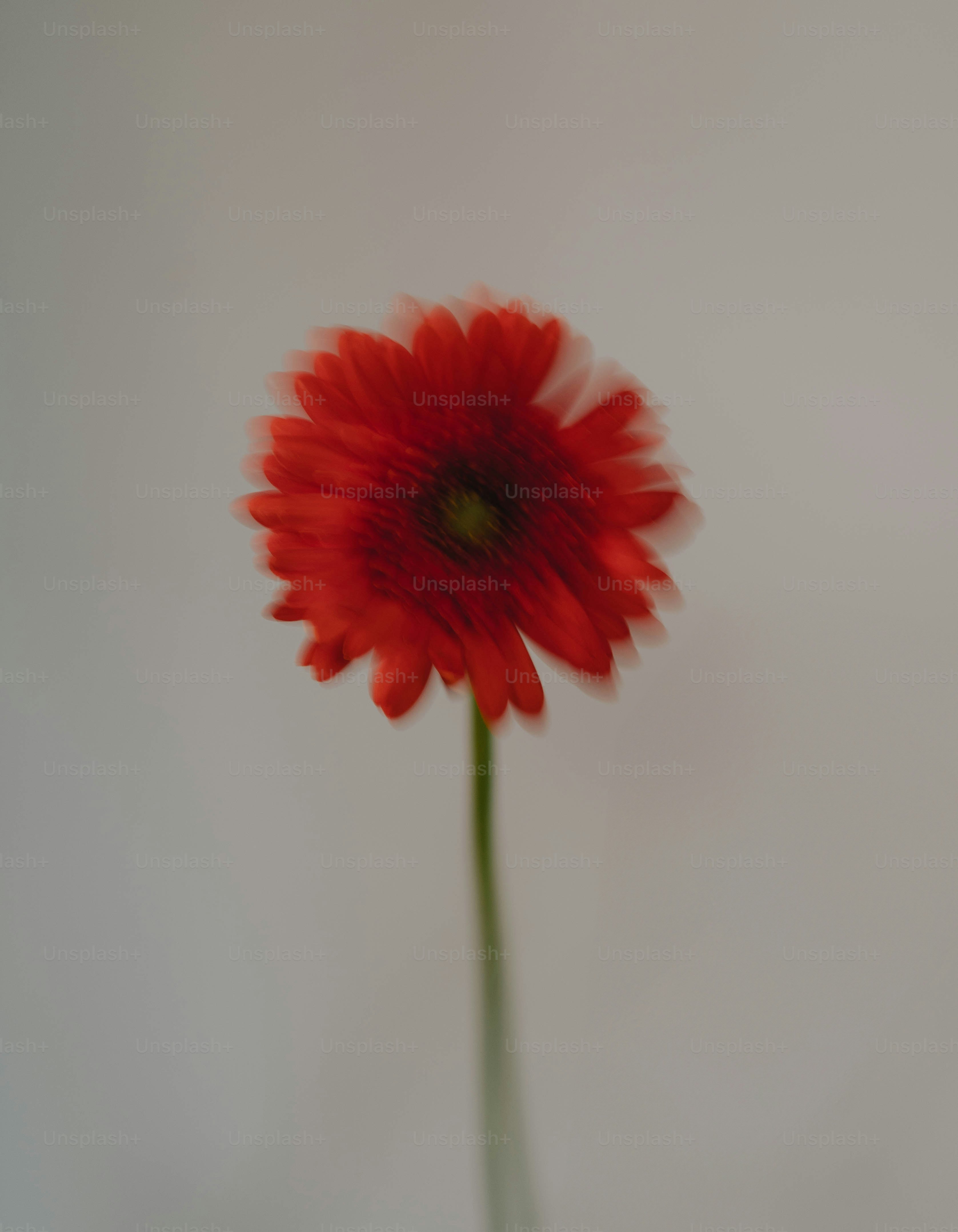 A blurry red gerbera daisy sways gently.