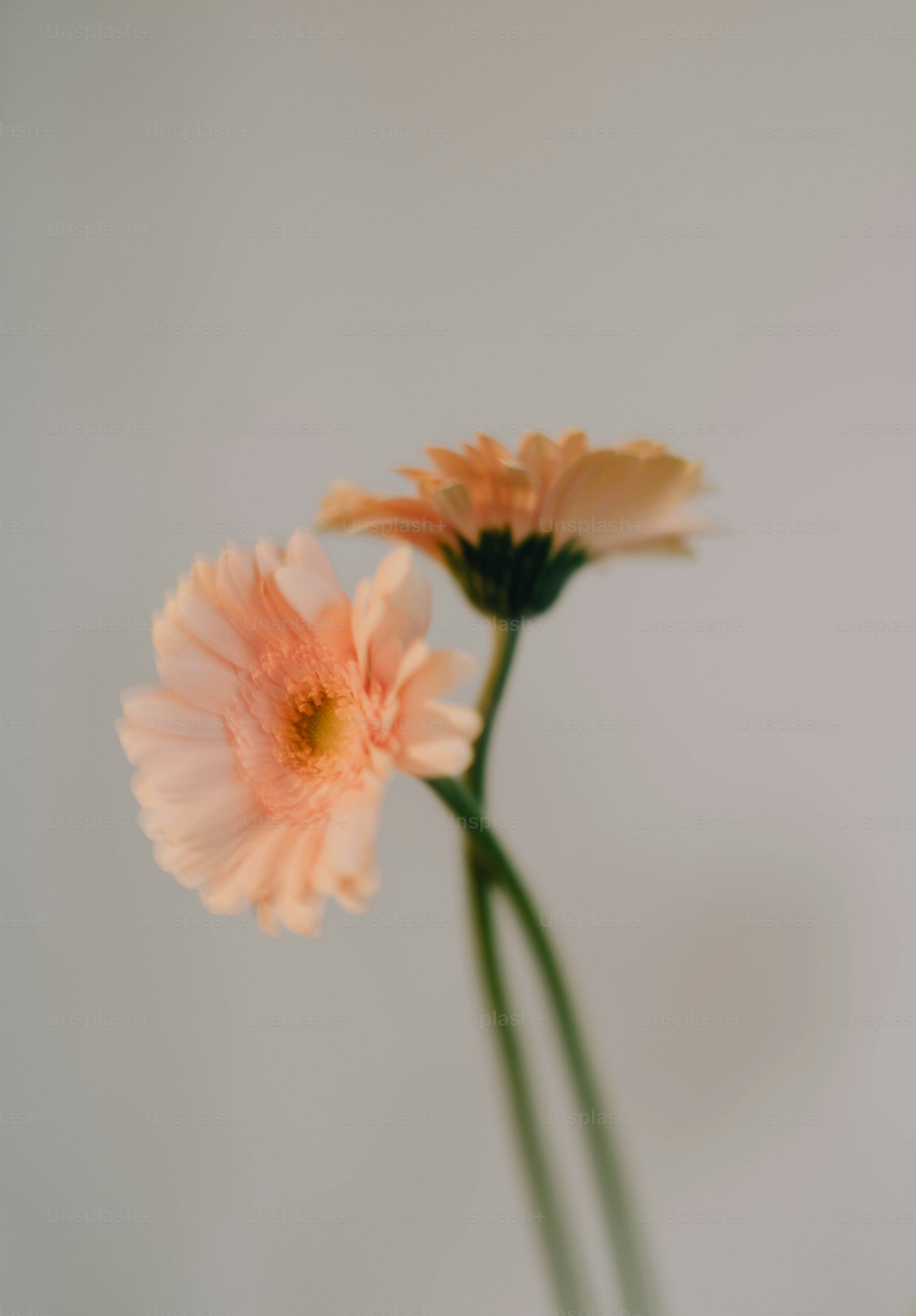 Duas margaridas gerber do pêssego de encontro a um fundo branco. foto –  Imagem sobre Flor na Unsplash, image size:3000x4309