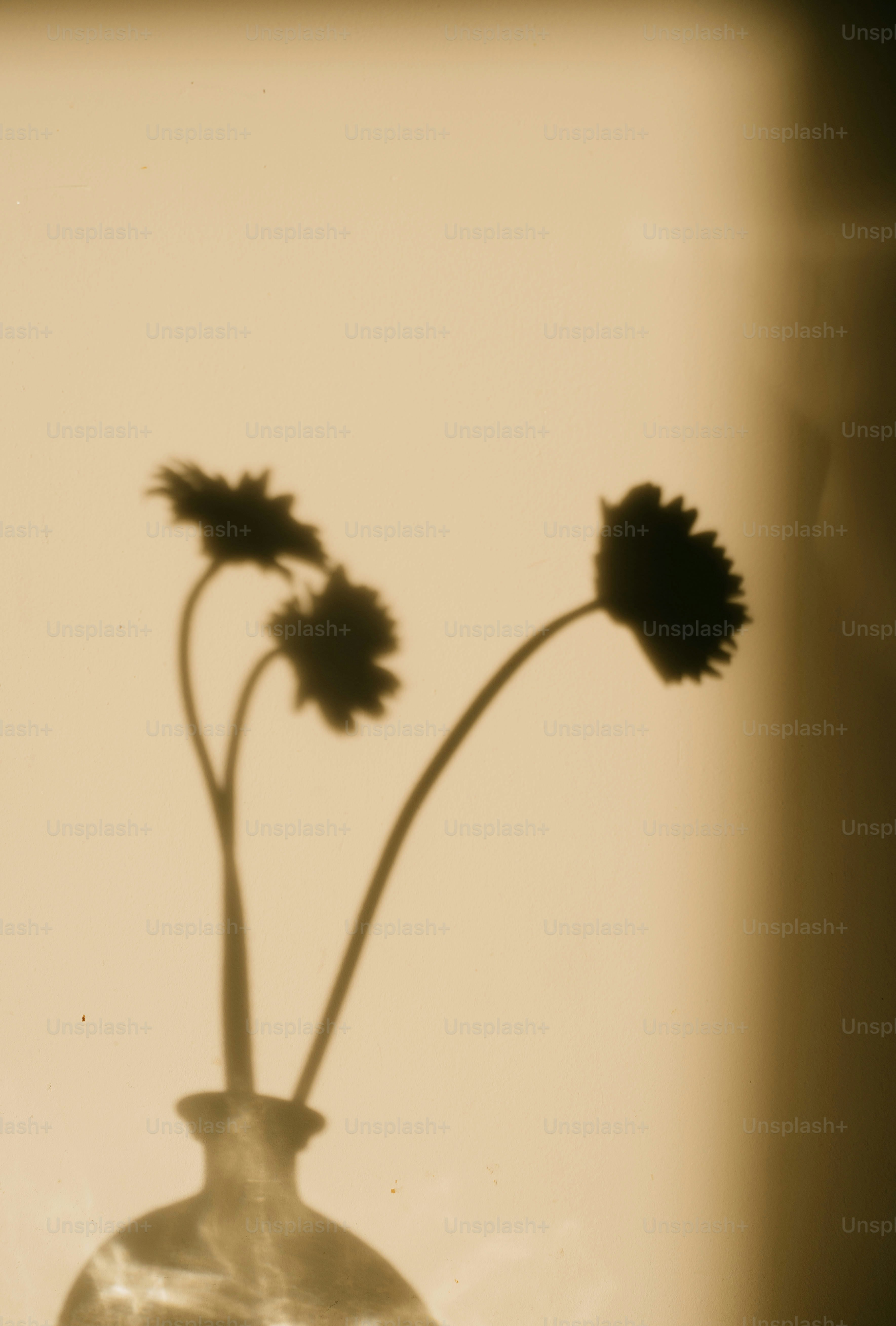 Shadows of flowers grace a wall.