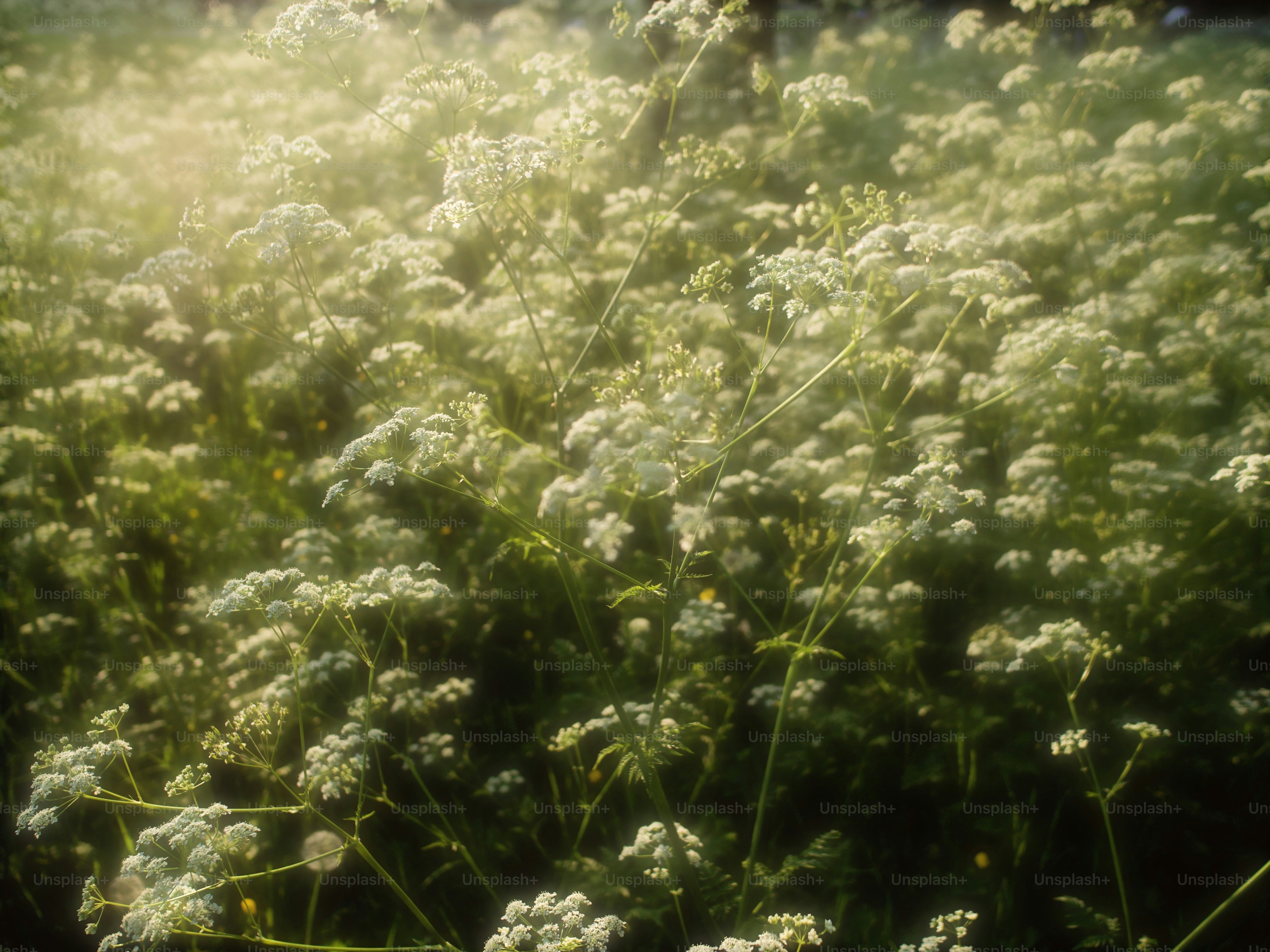 野原に咲く白い花。