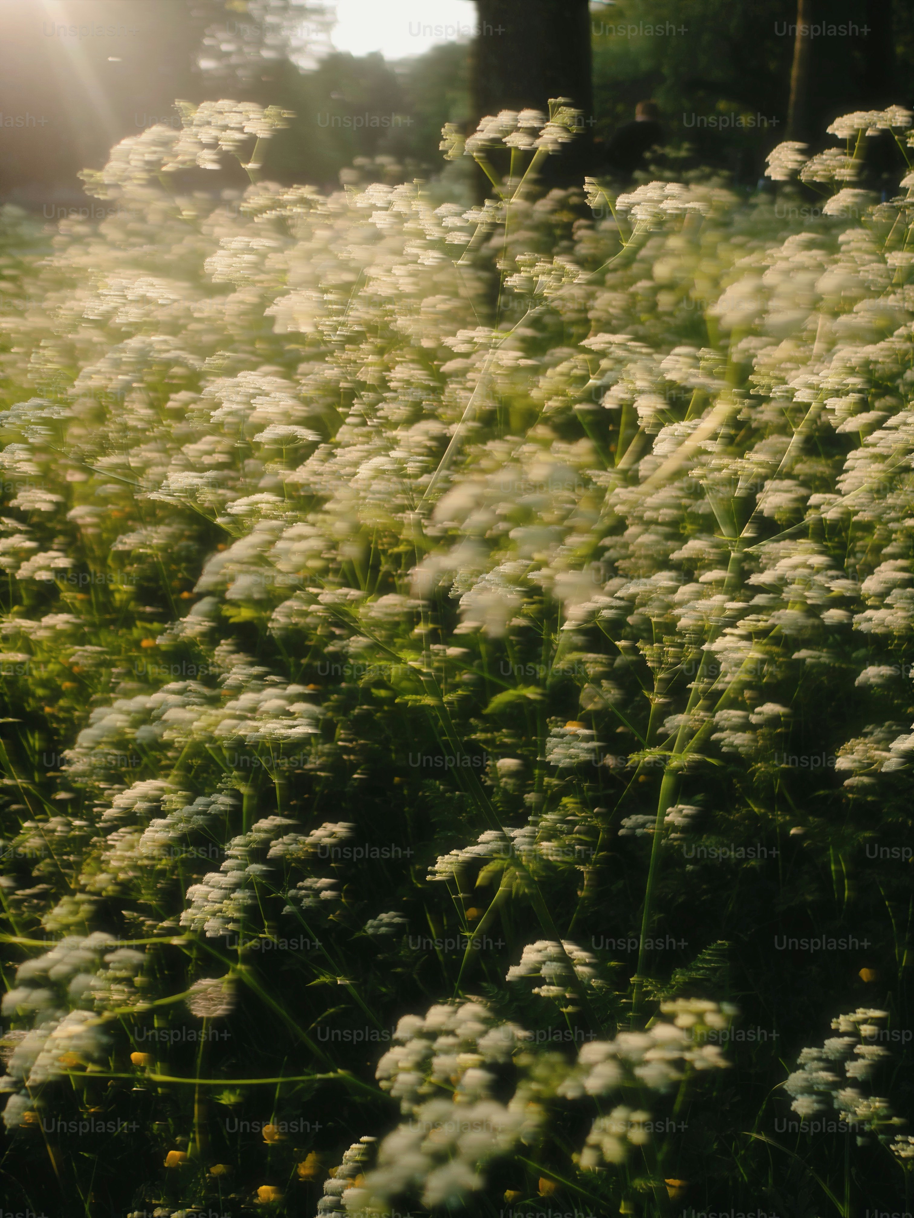 Weiße Wildblumen blühen auf einem sonnenbeschienenen Feld.