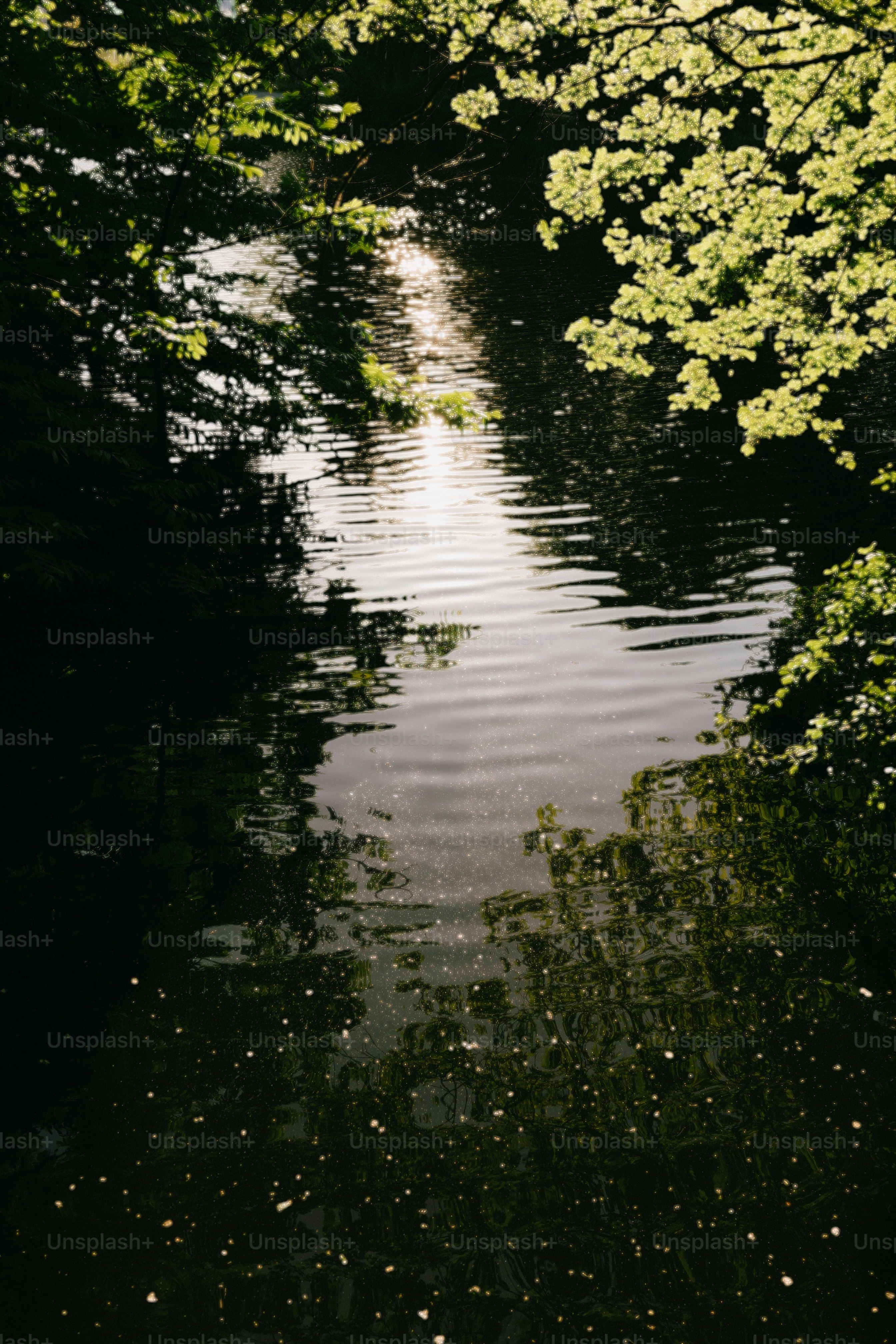 Reflexionen auf dem Wasser inmitten der überhängenden Bäume.