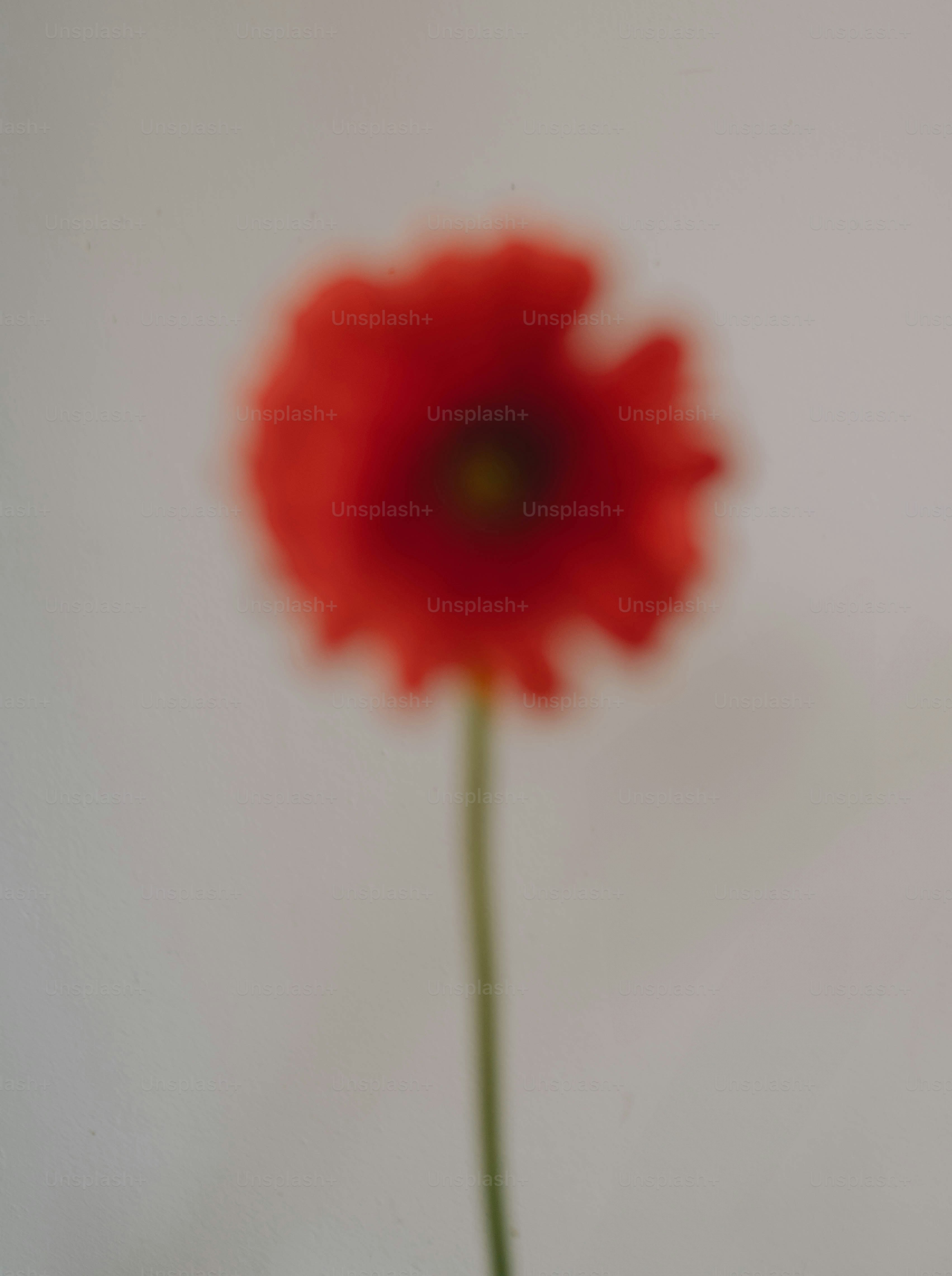 Eine verschwommene rote Blume steht allein.